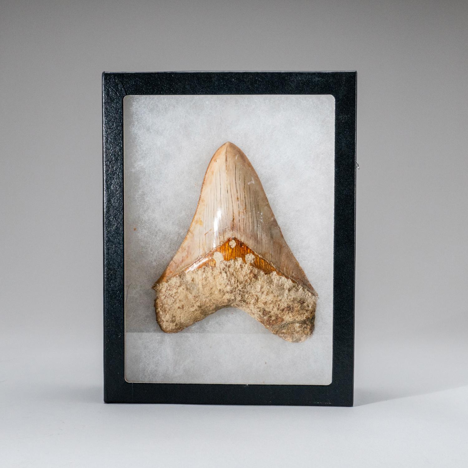 Large Genuine Megalodon Shark Tooth in Display Box (251 grams) In Excellent Condition For Sale In New York, NY