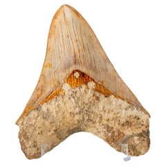 Grande dent de requin mégalodon authentique dans une boîte d'exposition (251 grammes)