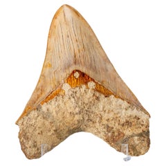 Großes echtes Megalodon-Schlangenzahn in Vitrinenschachtel 251 Gramm)