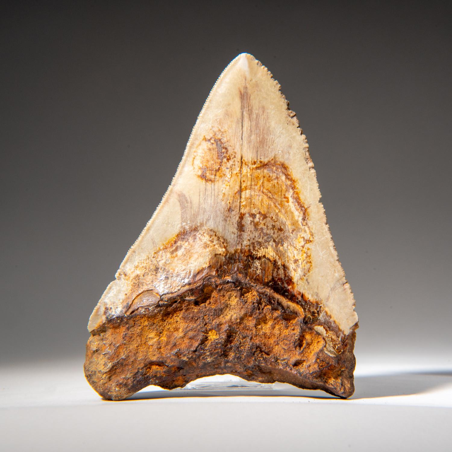 This genuine Megalodon Shark Tooth, sourced by divers in waters off the coast of the Carolinas, is 100% genuine and measures approximately 5