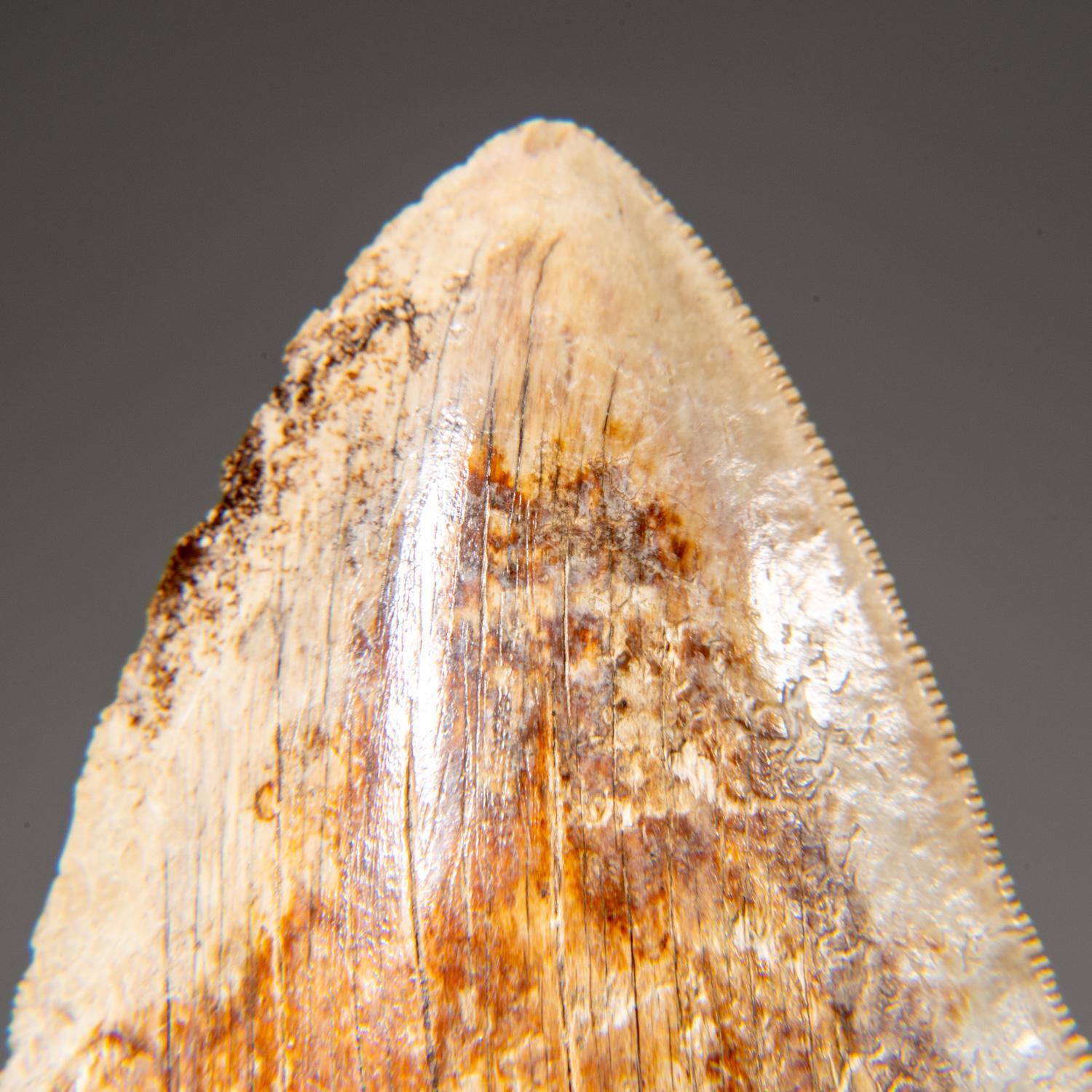 Grande dent de requin mégalodon authentique dans une boîte d'exposition (274,2 grammes) Bon état - En vente à New York, NY