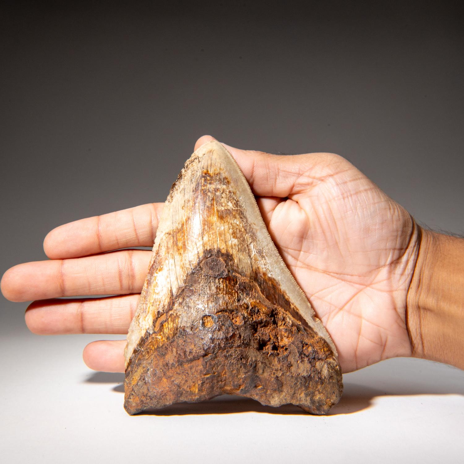 18th Century and Earlier Large Genuine Megalodon Shark Tooth in Display Box (274.2 grams) For Sale