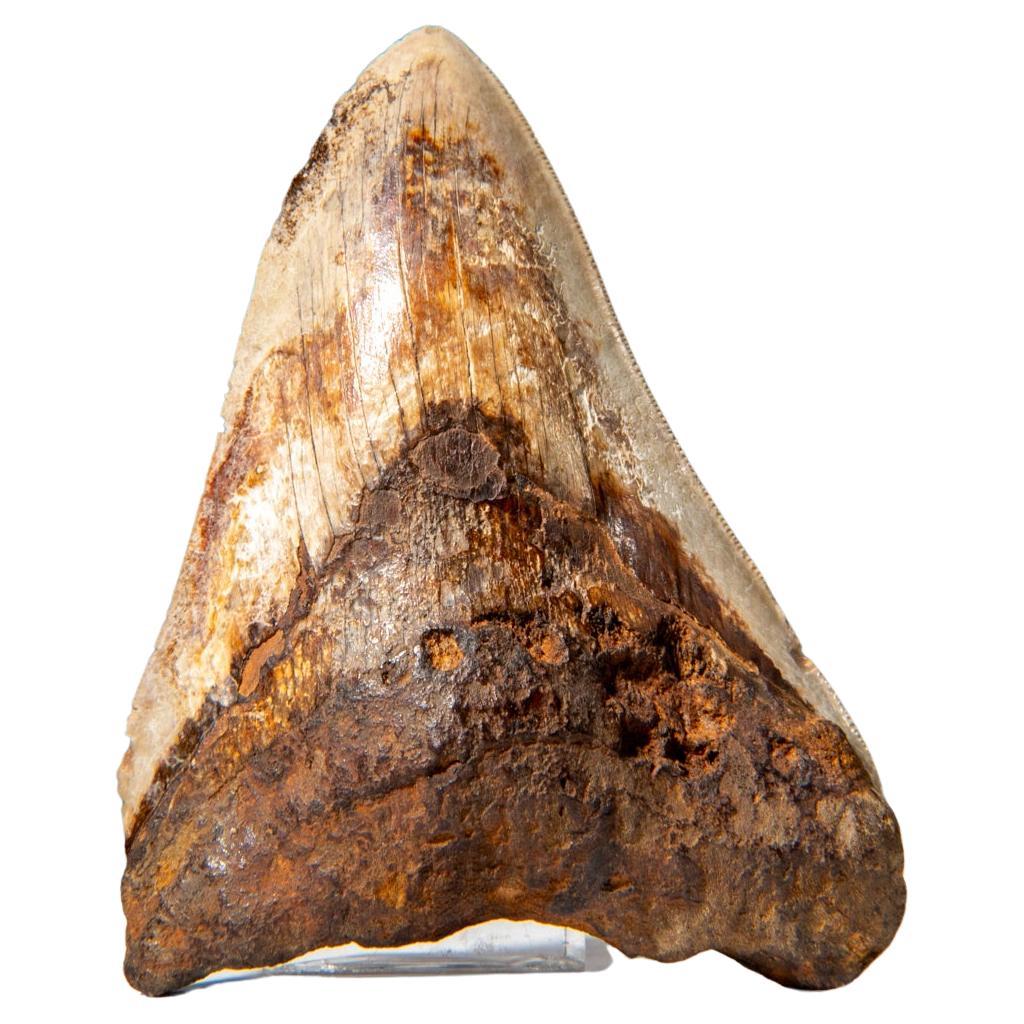Grande dent de requin mégalodon authentique dans une boîte d'exposition (274,2 grammes) en vente