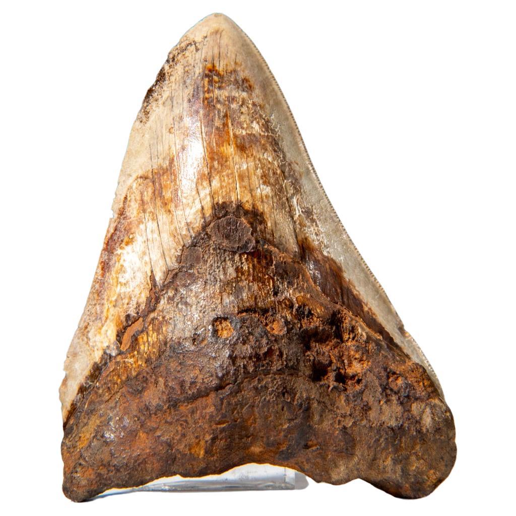 Großes echtes Megalodon-Schlangenzahn in Vitrinenschachtel 274.2 Gramm)