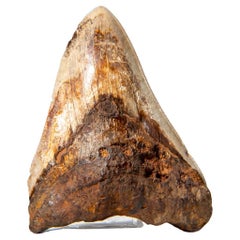 Großes echtes Megalodon-Schlangenzahn in Vitrinenschachtel 274.2 Gramm)