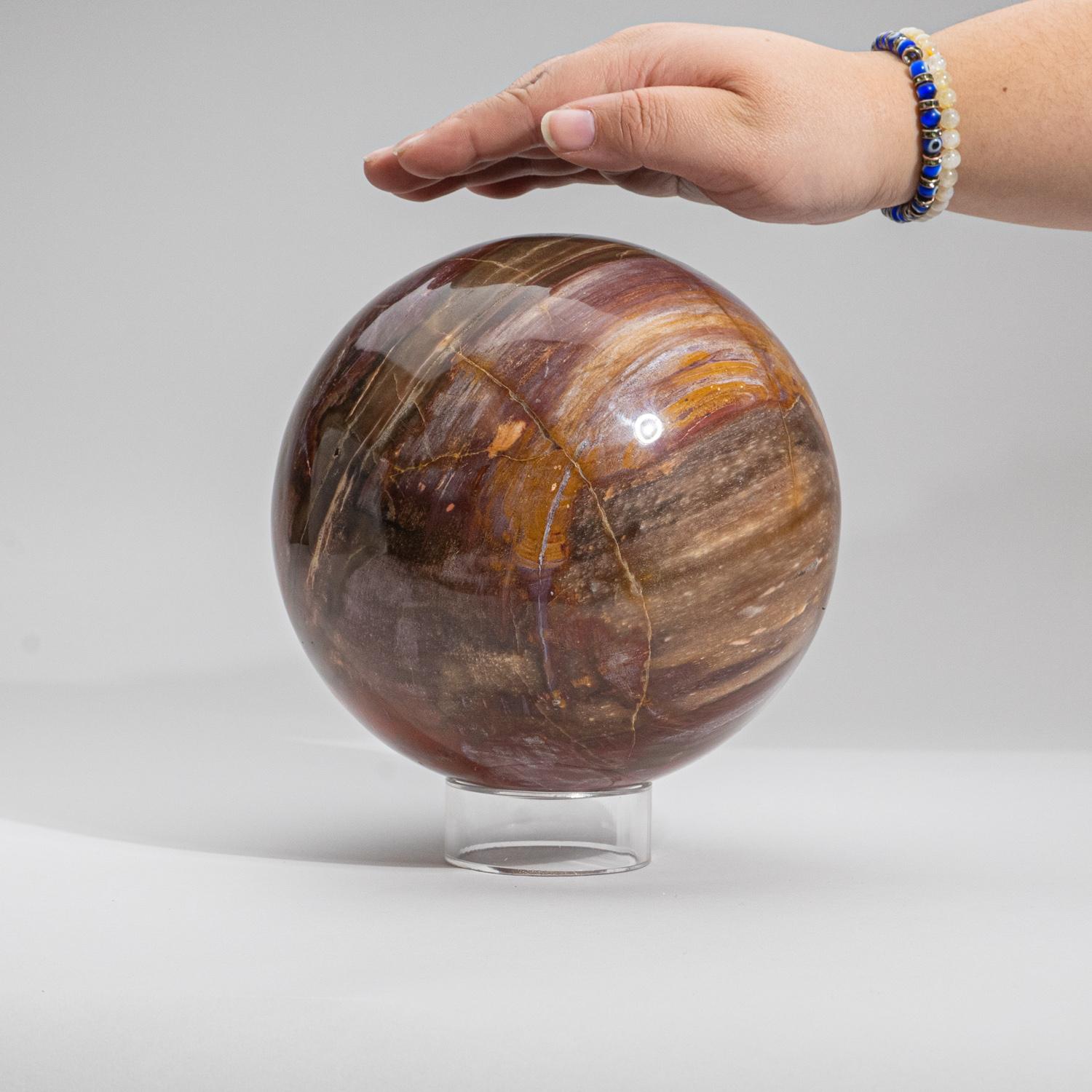 Malgascio Sfera grande in vero legno pietrificato lucidato del Madagascar (6,75