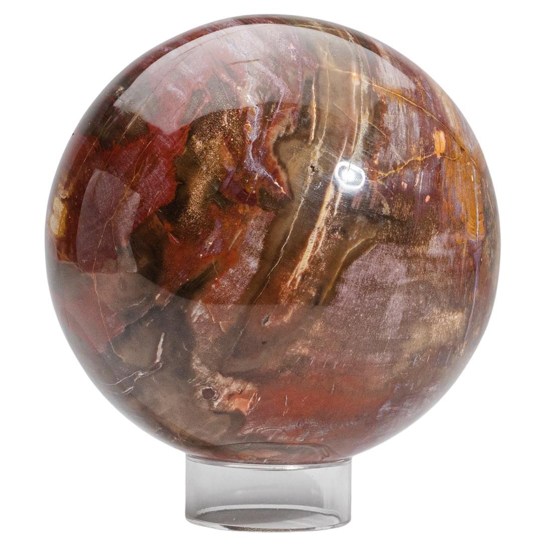 Large Genuine Polished Petrified Wood Sphere from Madagascar (6.75", 15.4 lbs) For Sale