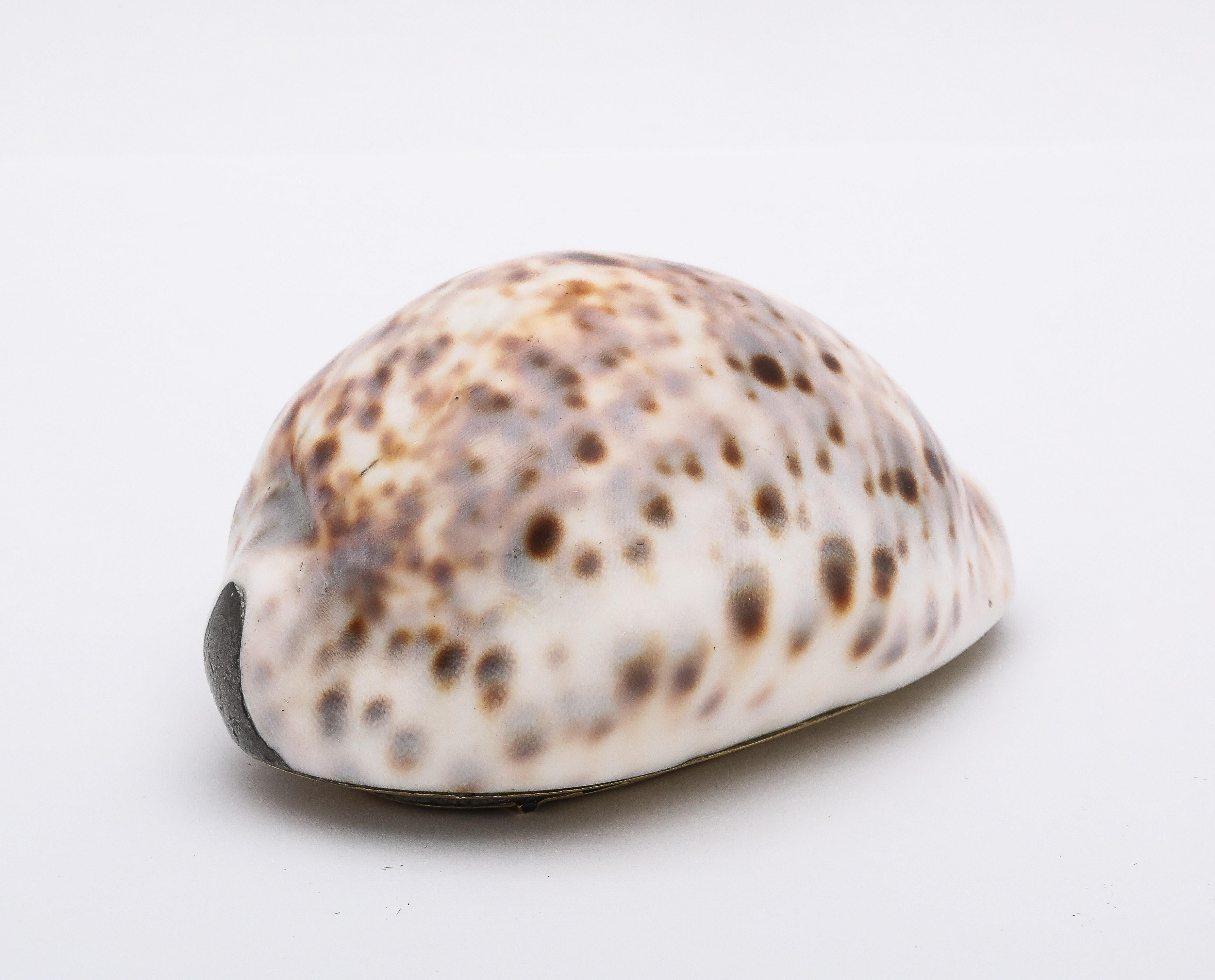 Large Georgian (George III) Brass-Mounted Cowrie Shell Snuff Box With Hinged Lid In Good Condition For Sale In New York, NY