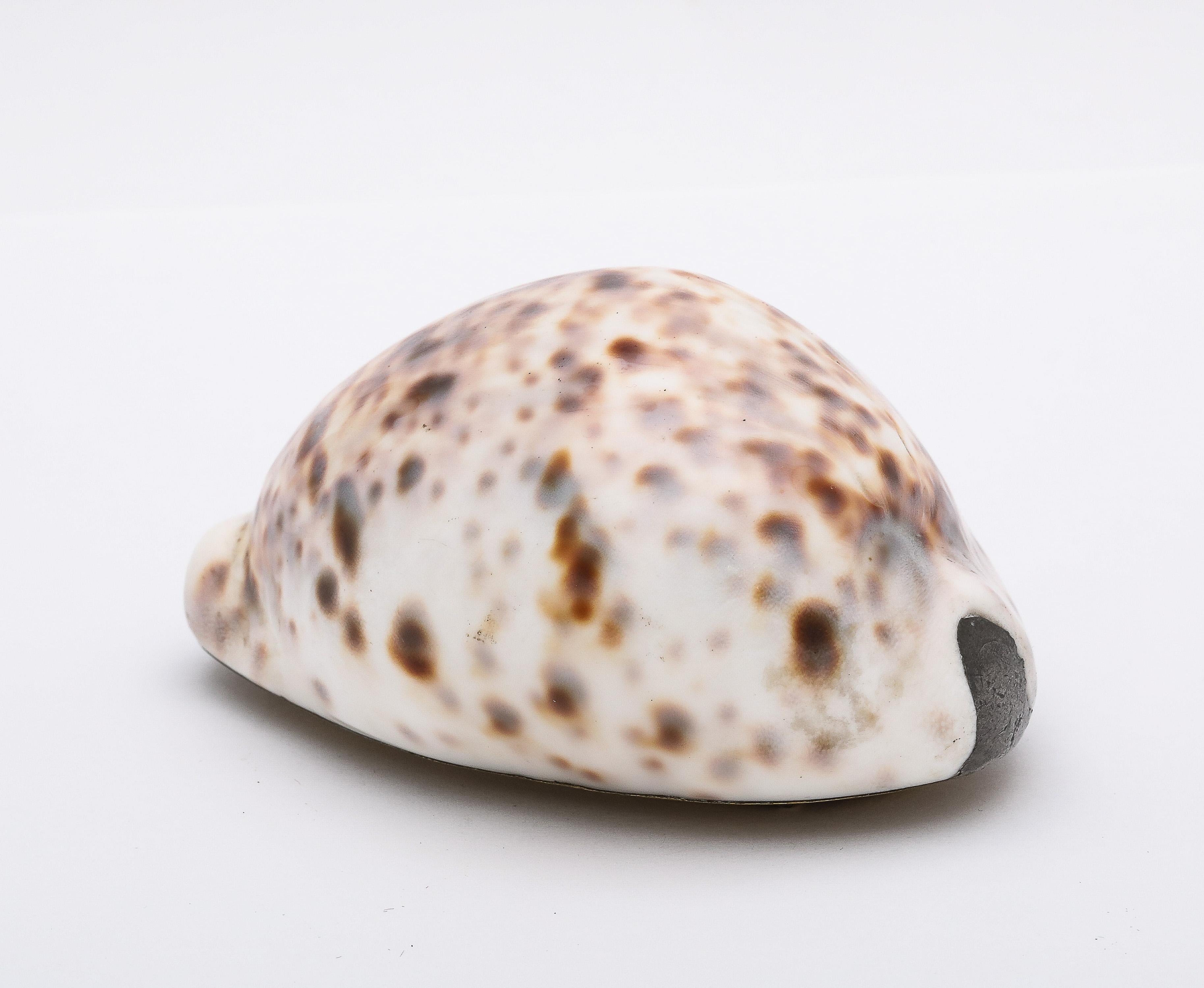 Large Georgian (George III) Brass-Mounted Cowrie Shell Snuff Box With Hinged Lid For Sale 1