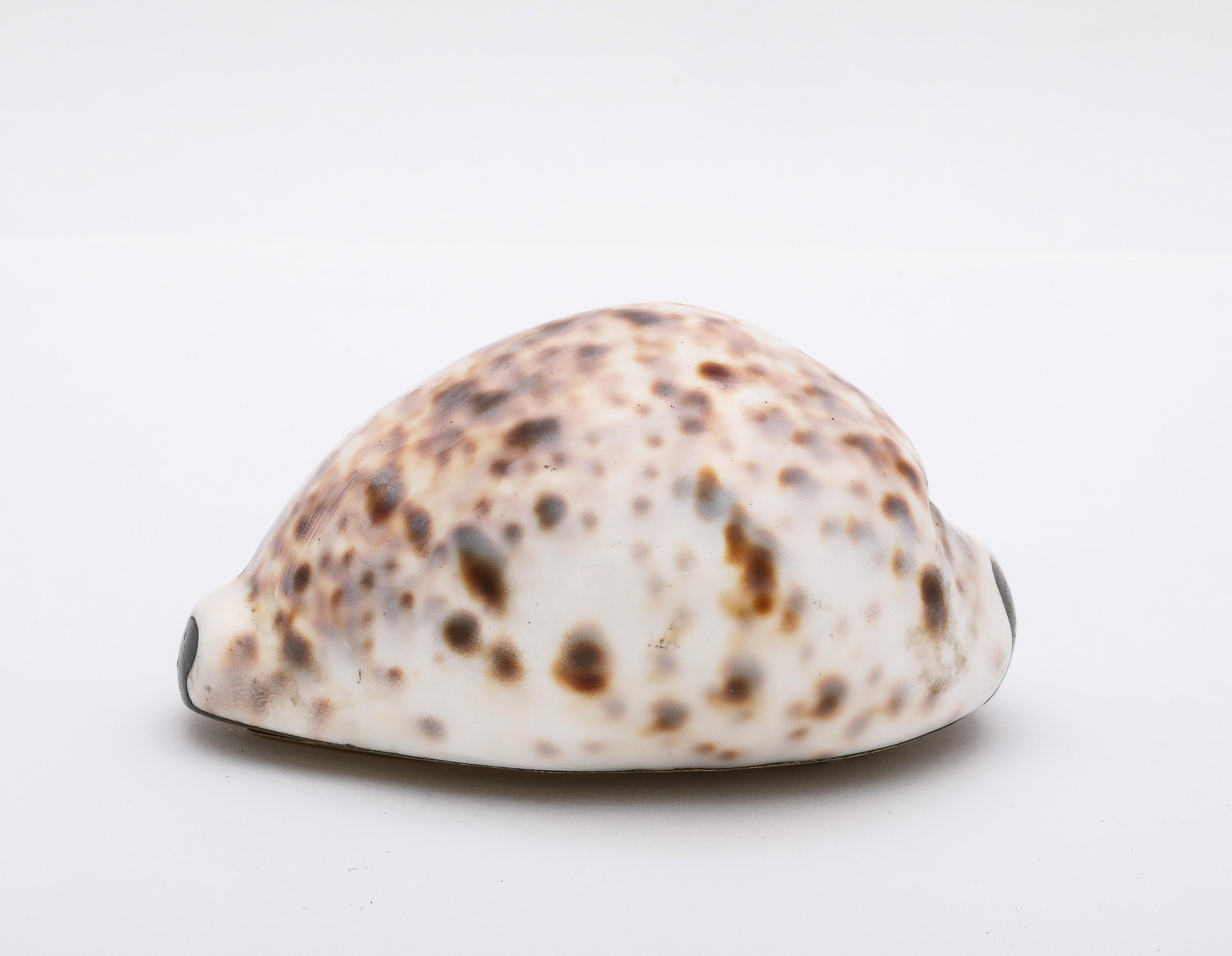 Large Georgian (George III) Brass-Mounted Cowrie Shell Snuff Box With Hinged Lid For Sale 2