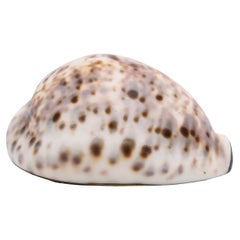 Antique Large Georgian (George III) Brass-Mounted Cowrie Shell Snuff Box With Hinged Lid