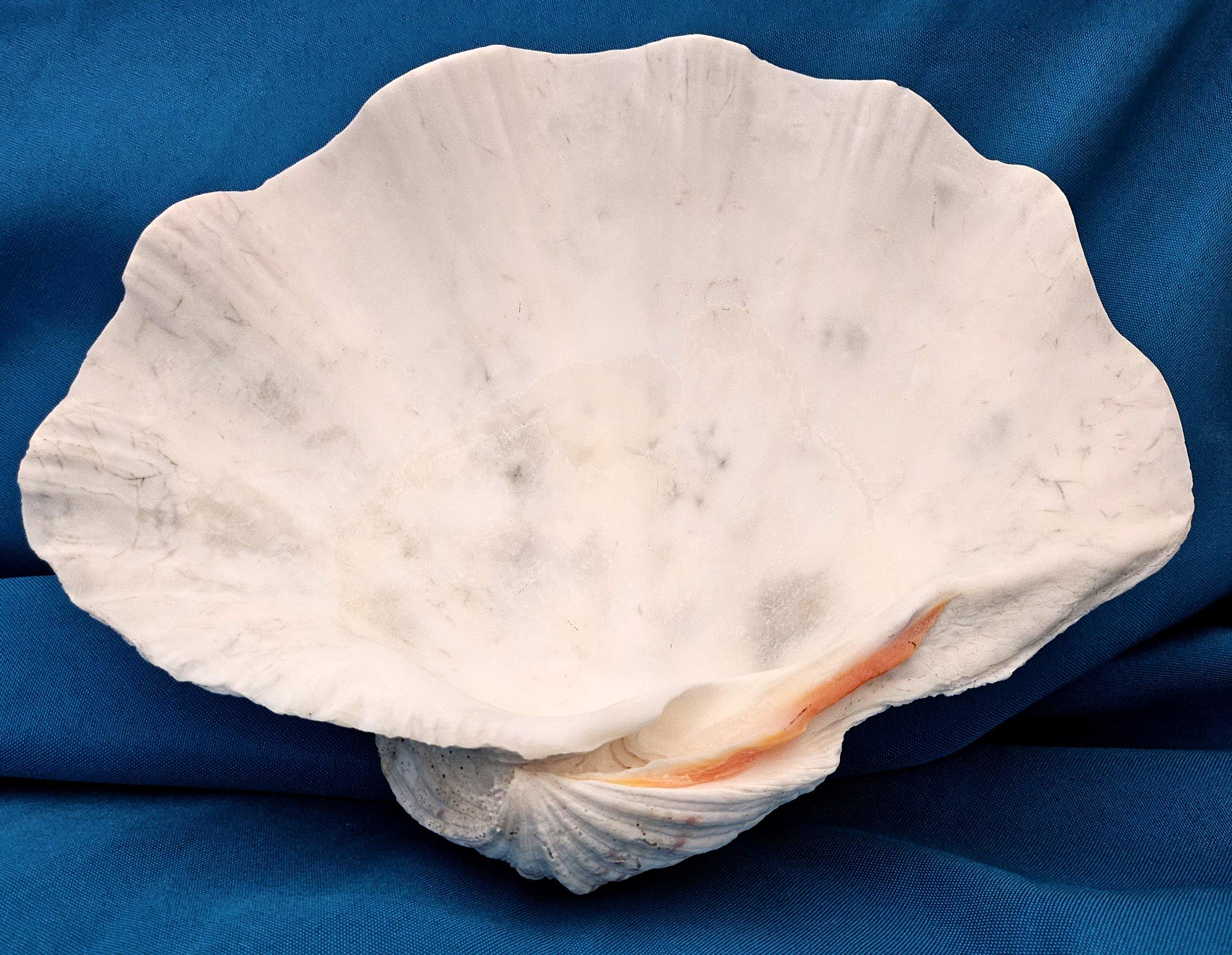 Large Giant Clam Shell (Tridacna Gigas) For Sale 3