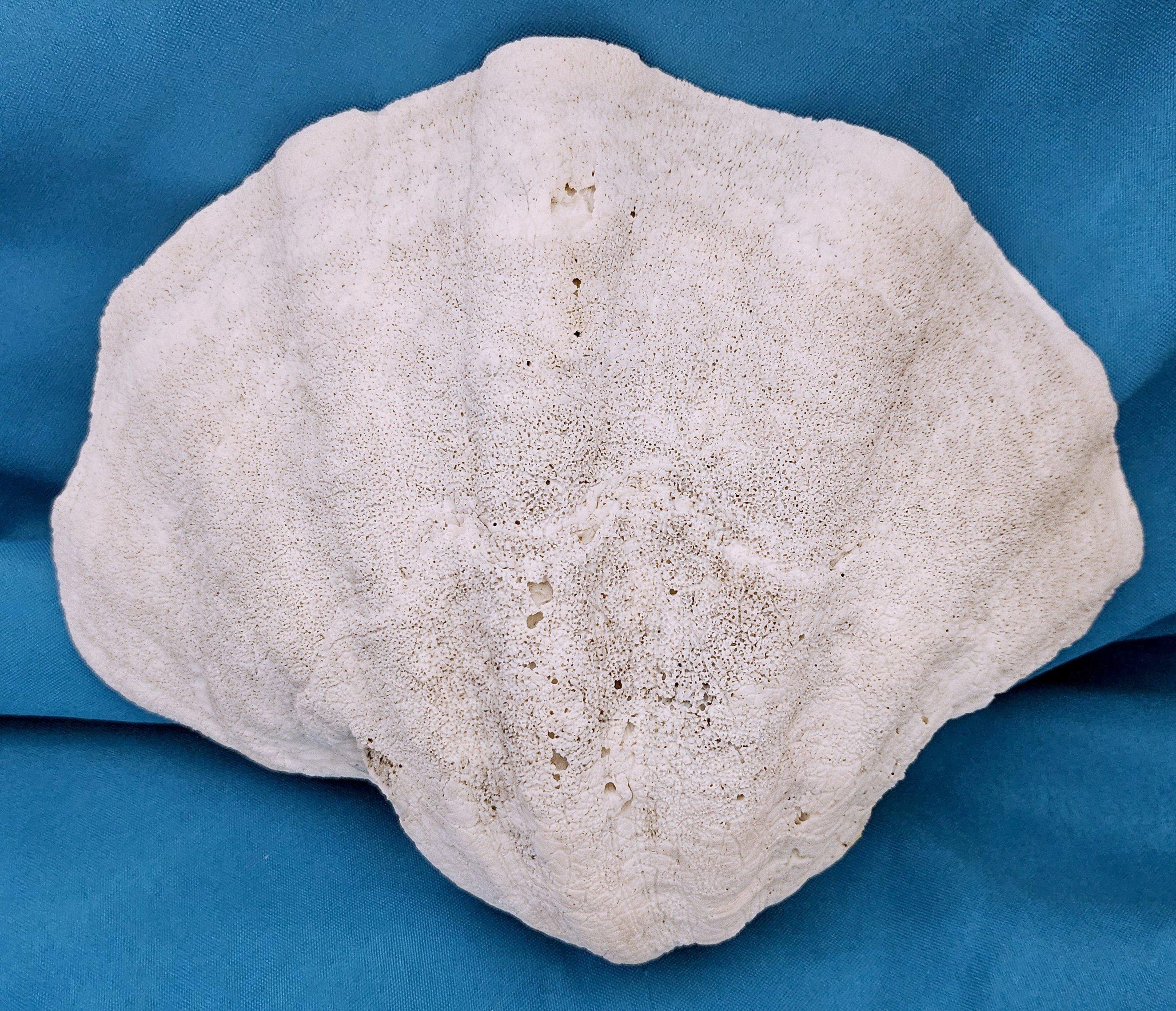 Large Giant Clam Shell (Tridacna Gigas) For Sale 4
