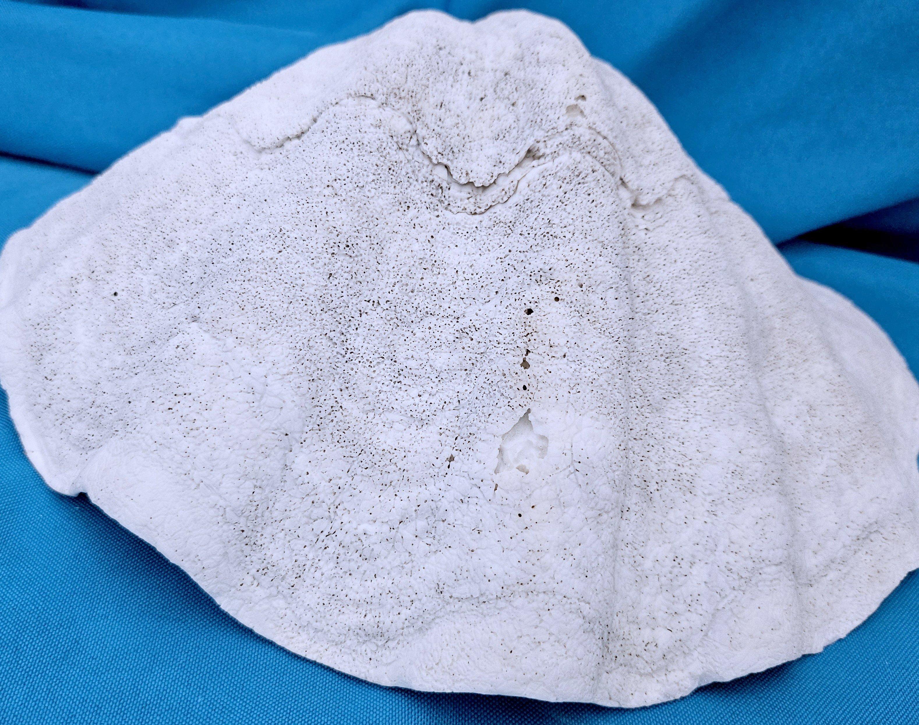 Large Giant Clam Shell (Tridacna Gigas) For Sale 6