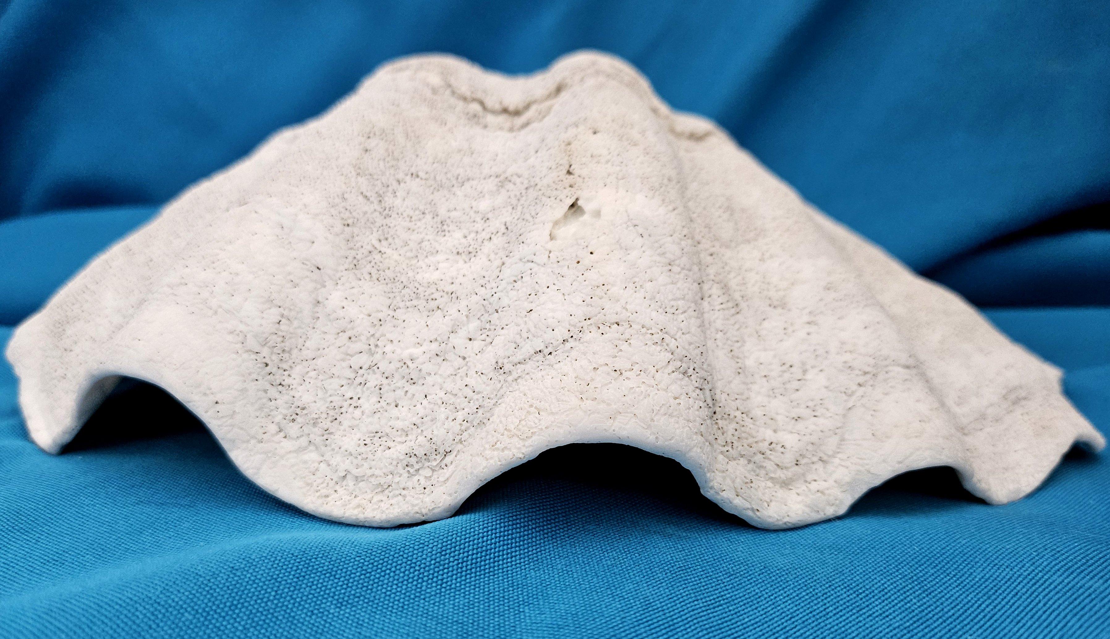 Large Giant Clam Shell (Tridacna Gigas) For Sale 7