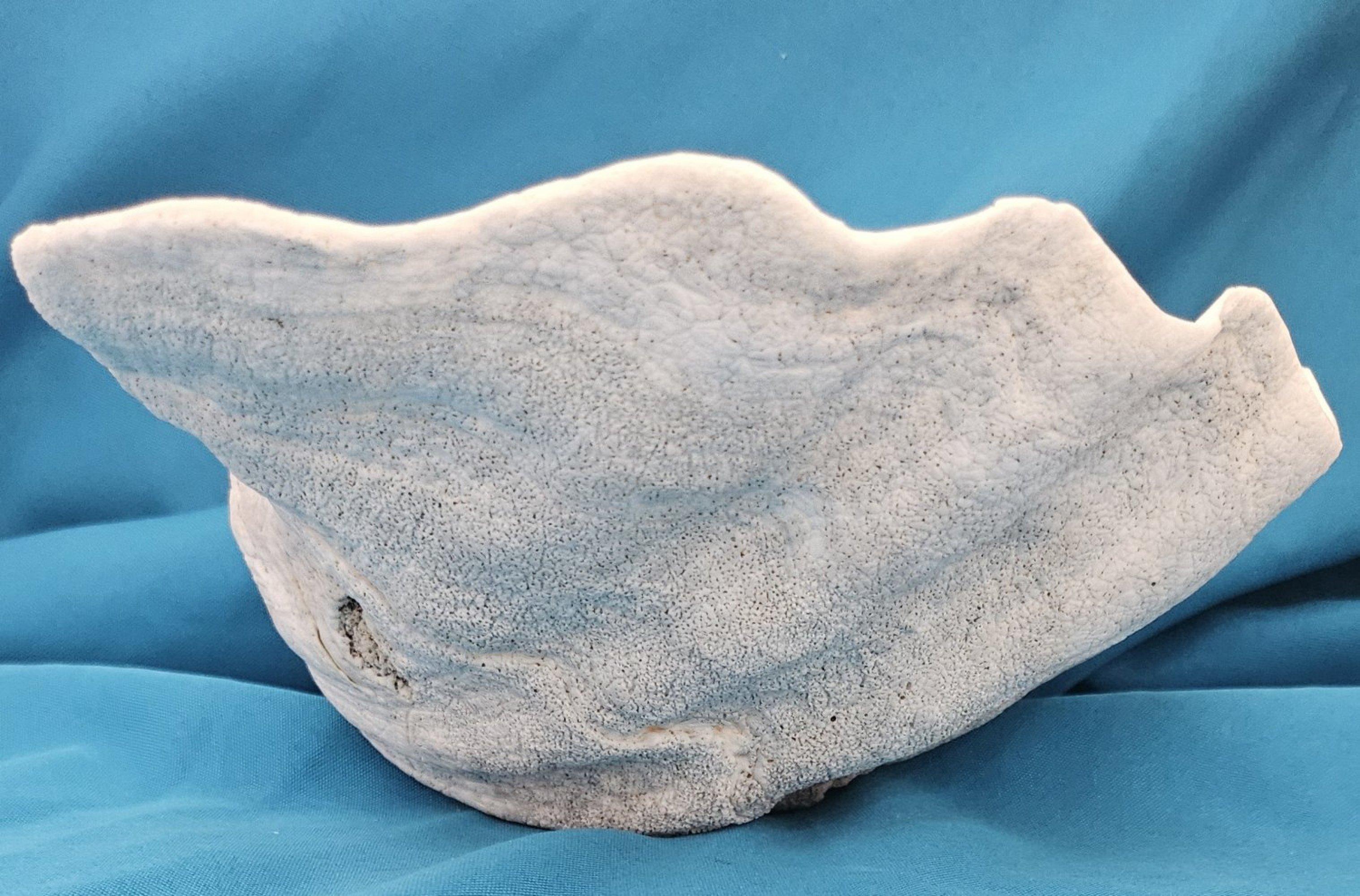 Large Giant Clam Shell (Tridacna Gigas) For Sale 8