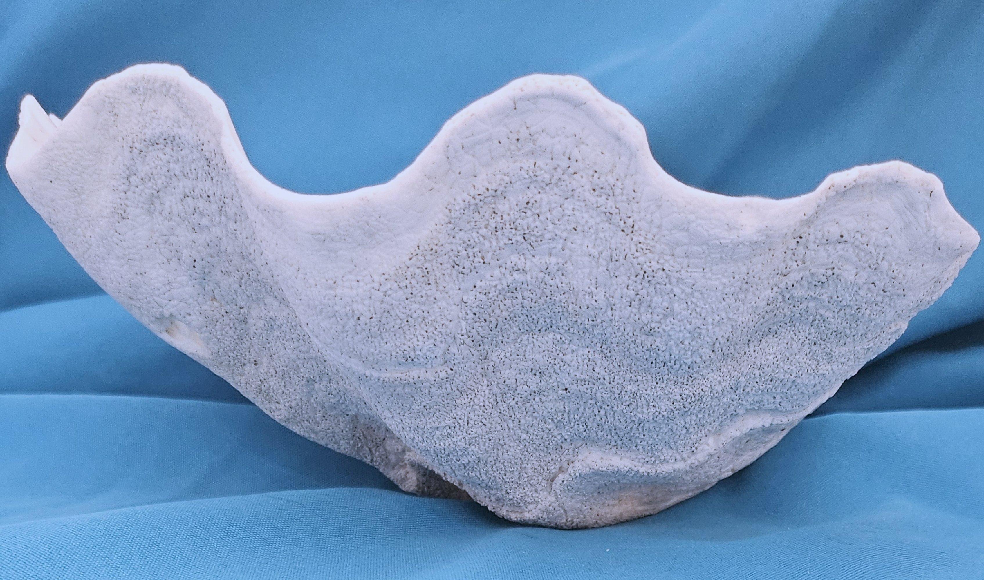 Large Giant Clam Shell (Tridacna Gigas). It's lucky when you find a giant clam shell without a bunch of damage to its beautiful wavy edges!   We love the textures of this one's exterior too.  Since this is from the sea and preowned it will show its