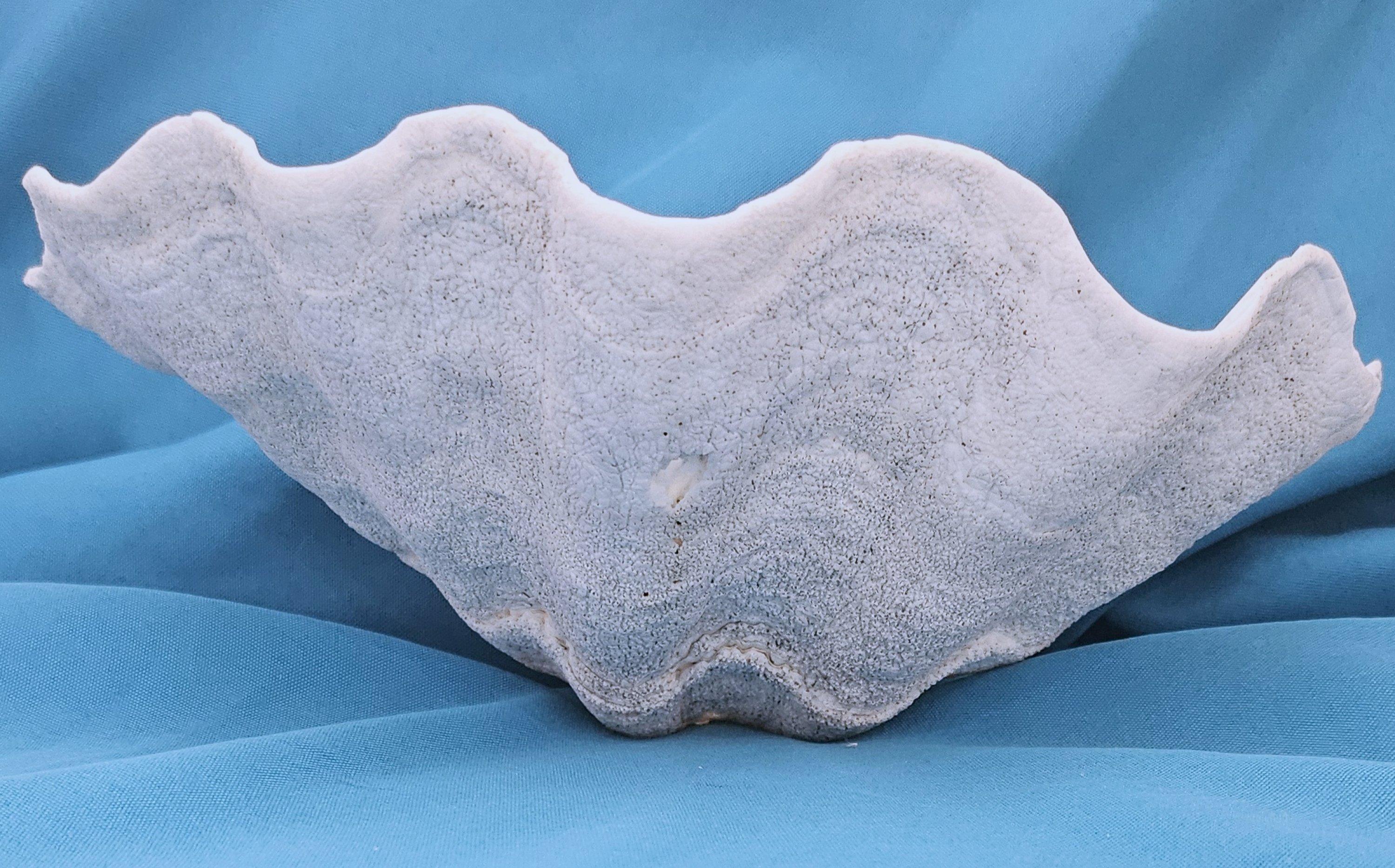 Organic Modern Large Giant Clam Shell (Tridacna Gigas) For Sale