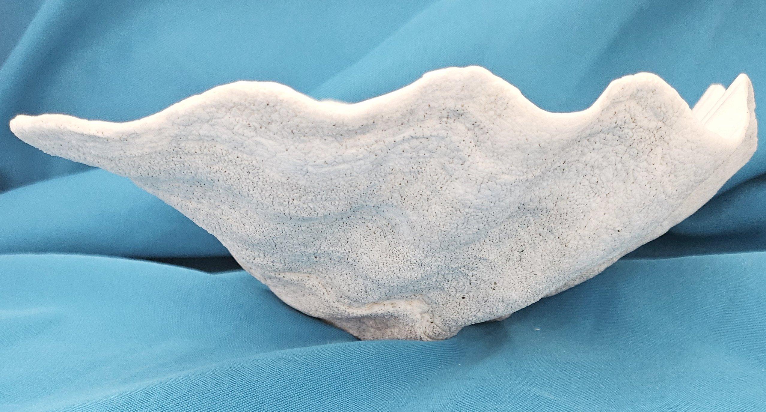 Unknown Large Giant Clam Shell (Tridacna Gigas) For Sale