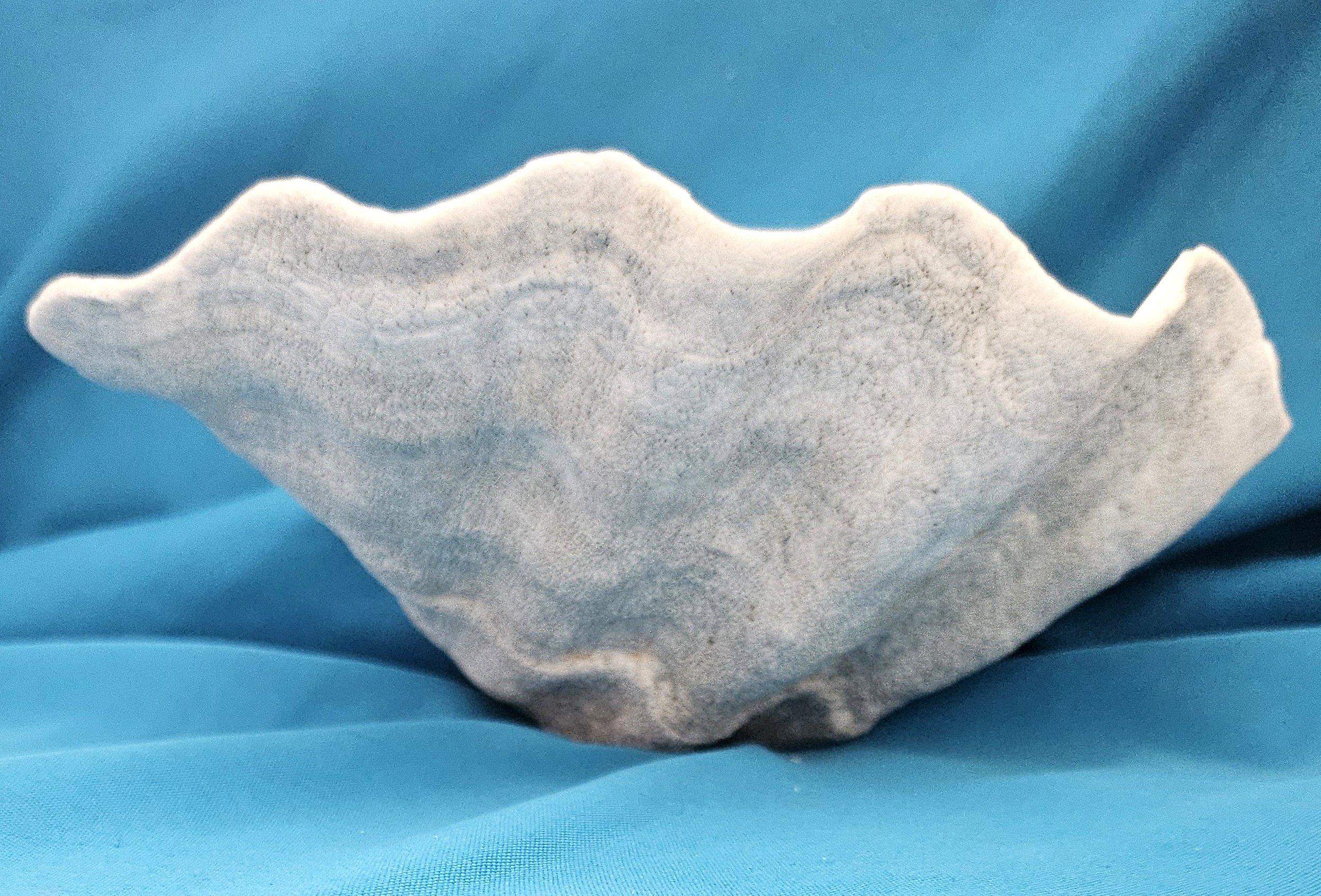 Other Large Giant Clam Shell (Tridacna Gigas) For Sale