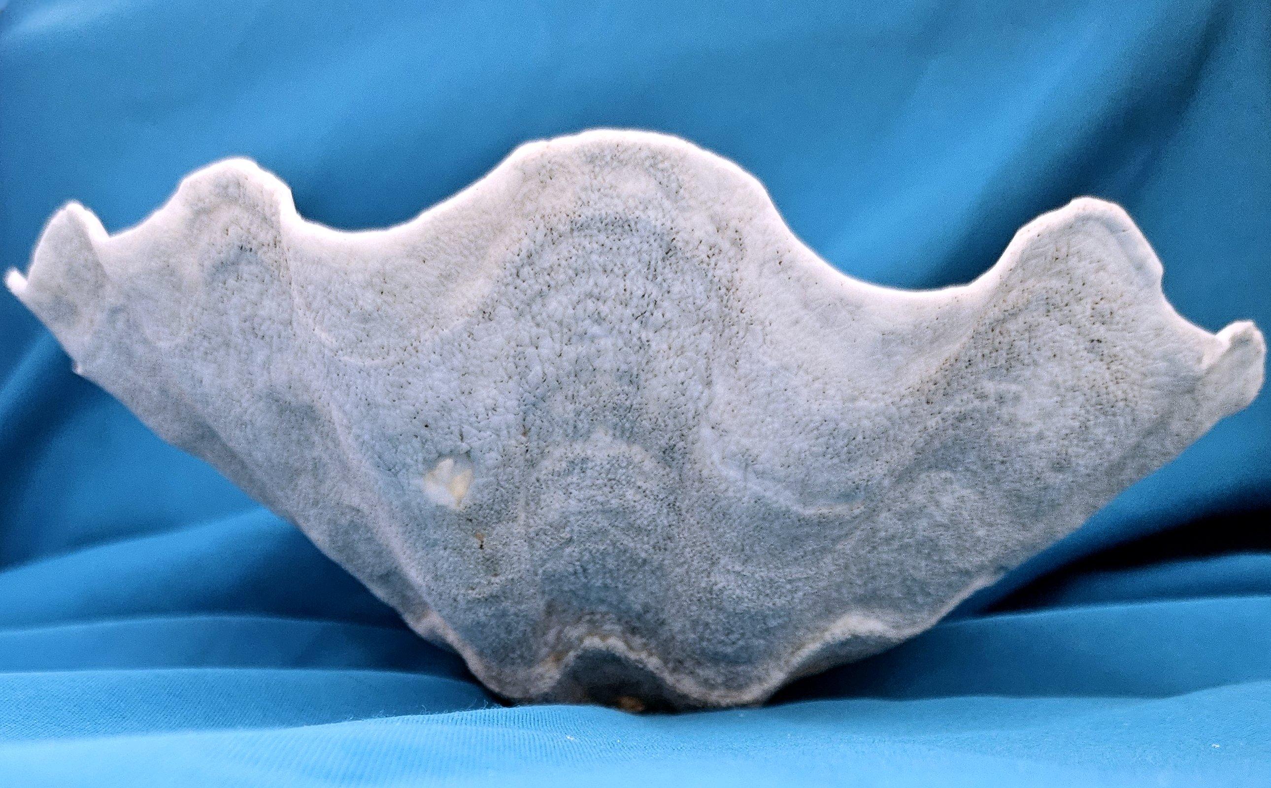 Large Giant Clam Shell (Tridacna Gigas) In Good Condition For Sale In Warrenton, OR