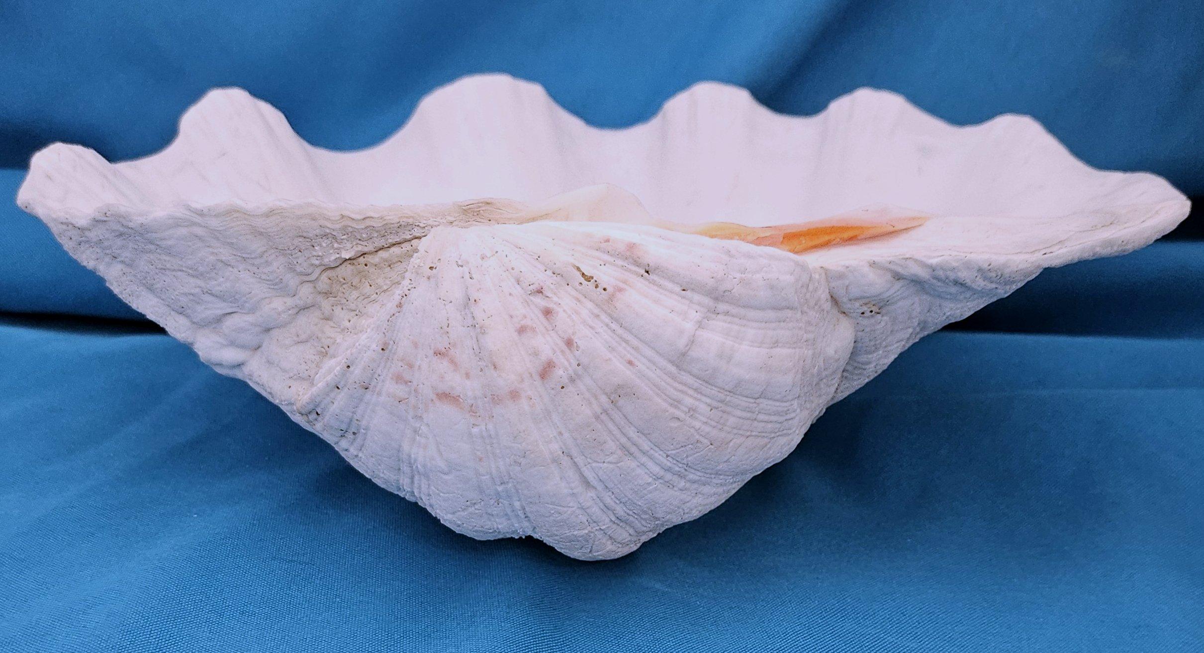 20th Century Large Giant Clam Shell (Tridacna Gigas) For Sale