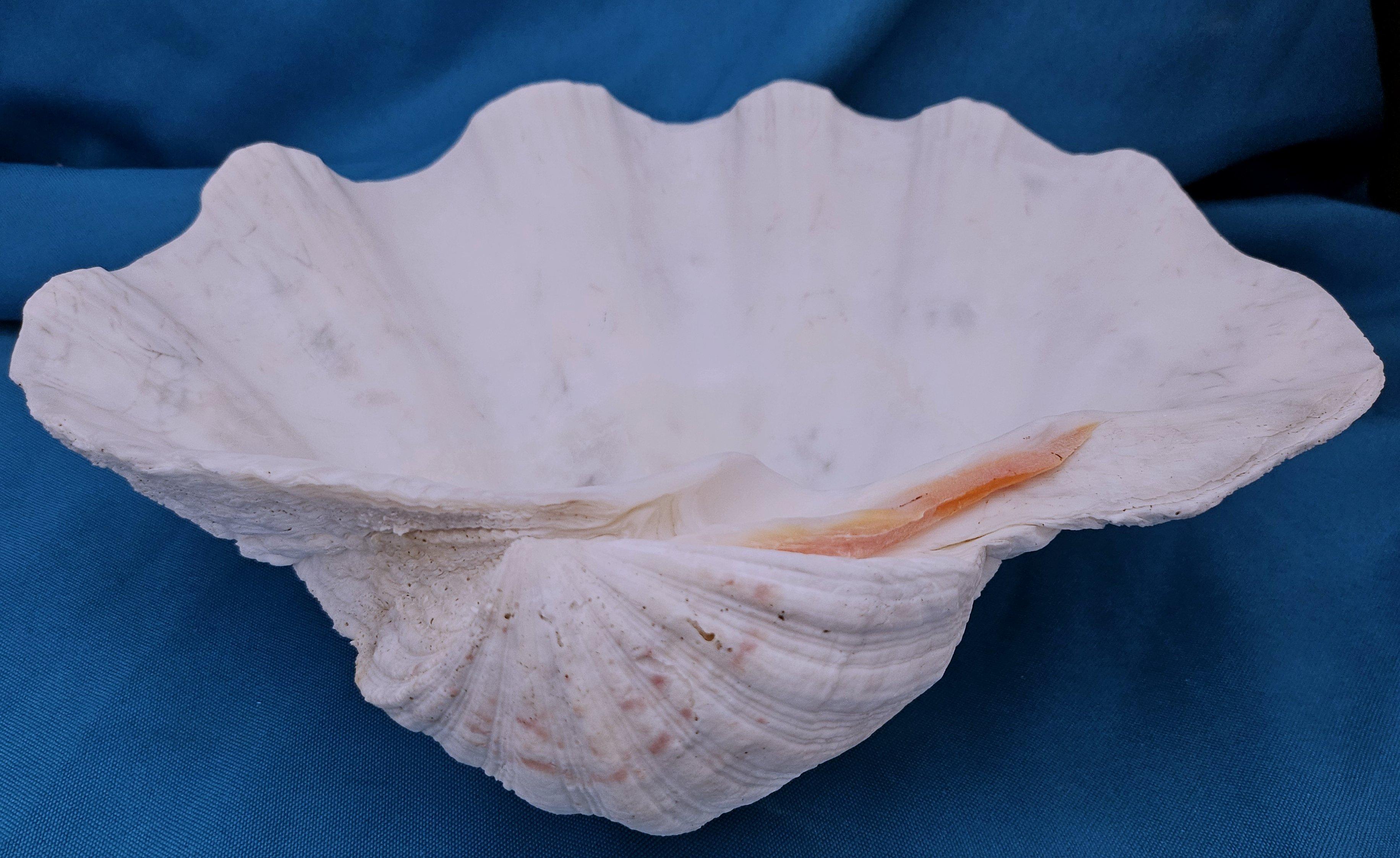 Large Giant Clam Shell (Tridacna Gigas) For Sale 1