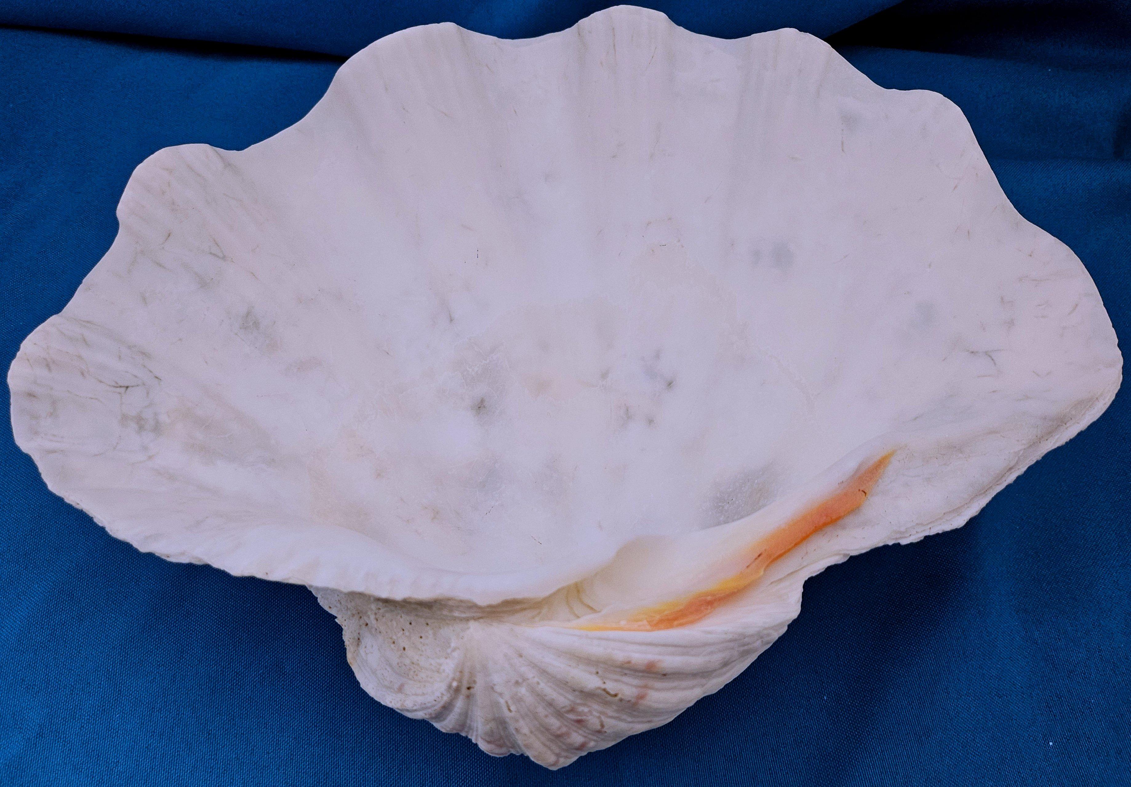 Large Giant Clam Shell (Tridacna Gigas) For Sale 2