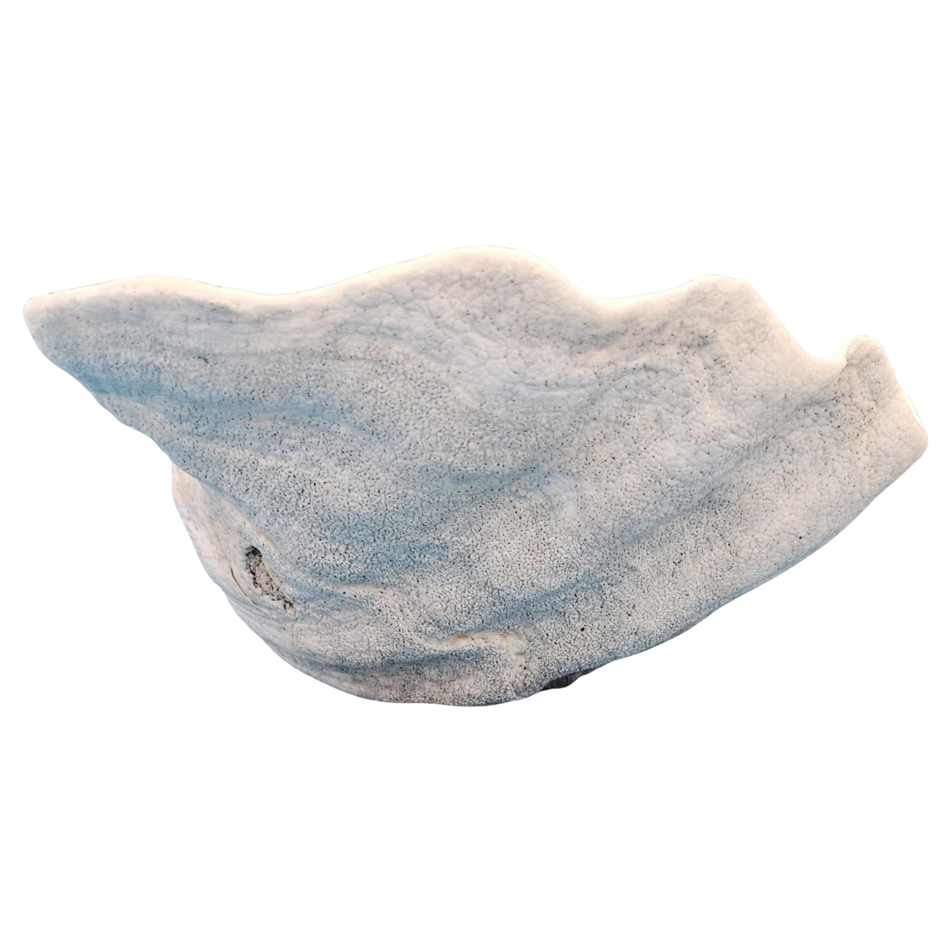 Large Giant Clam Shell (Tridacna Gigas) For Sale