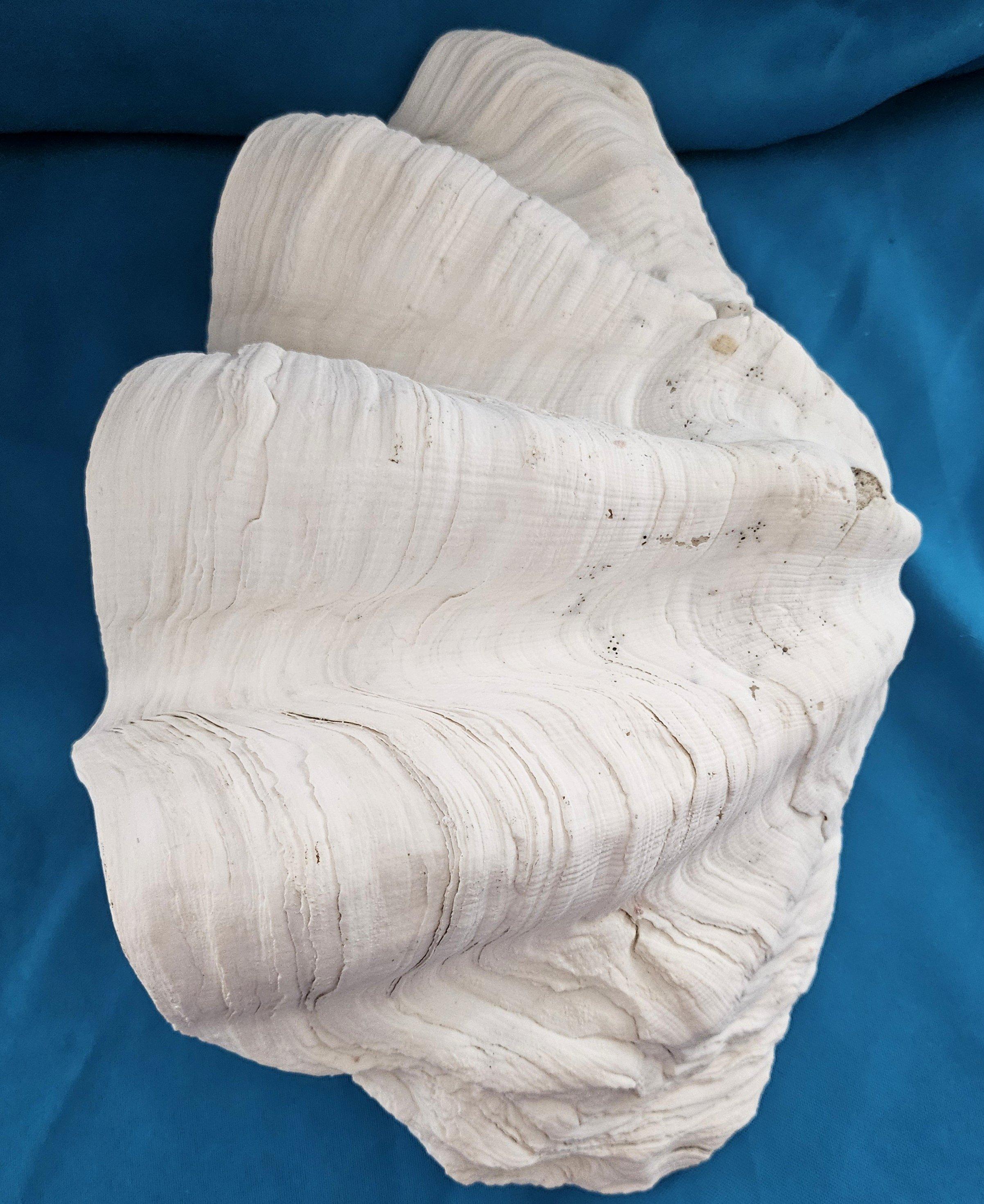 Large Giant Clam Shell (Tridacna Gigas?) For Sale 3