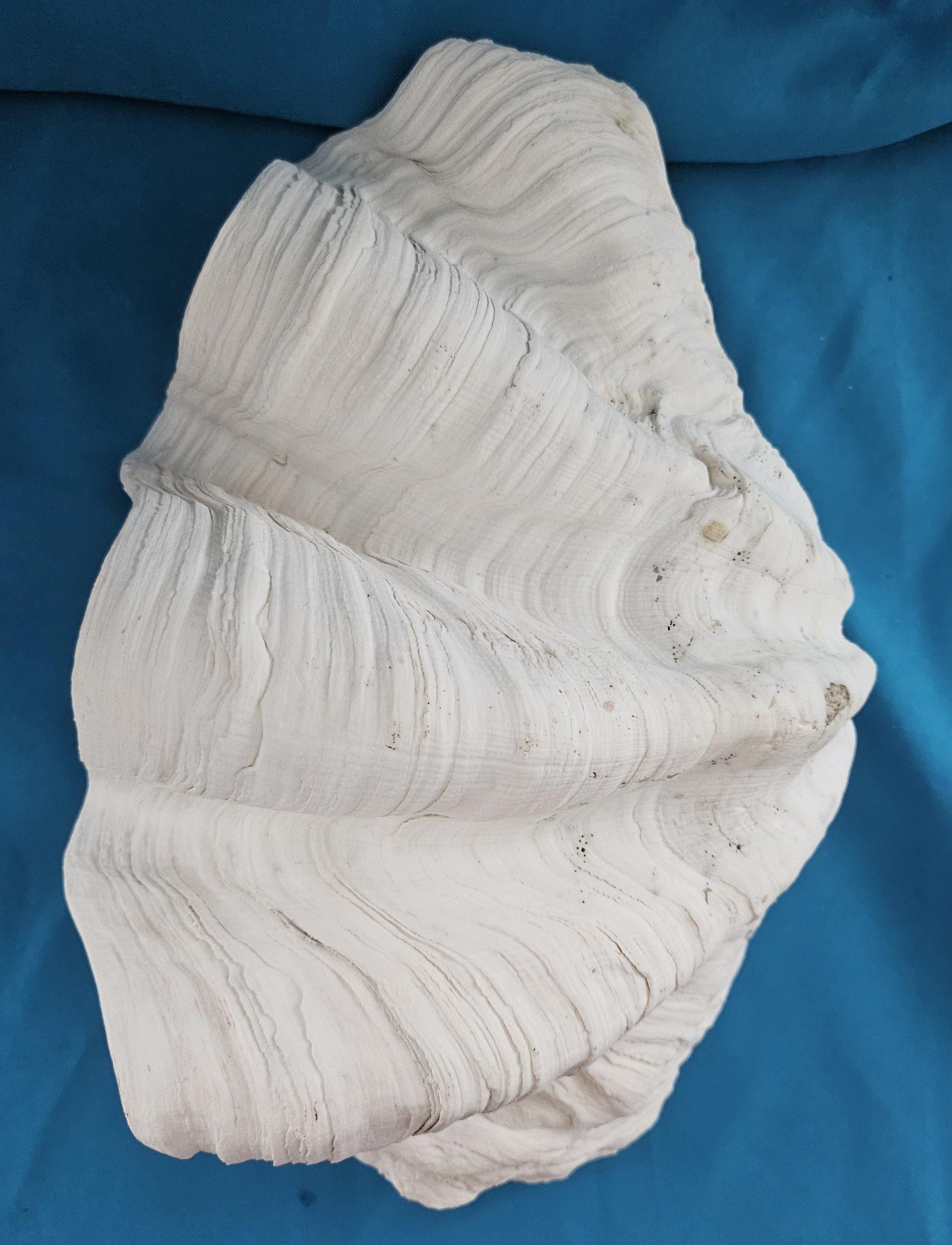 Large Giant Clam Shell (Tridacna Gigas?) For Sale 4