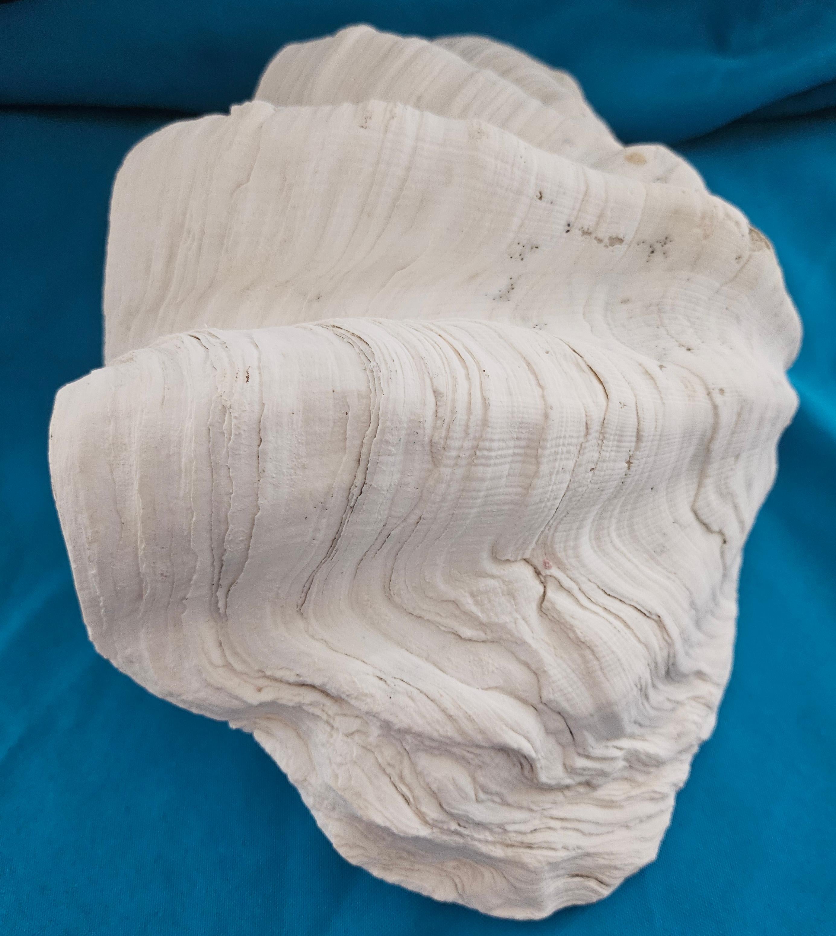 Large Giant Clam Shell (Tridacna Gigas?) For Sale 5