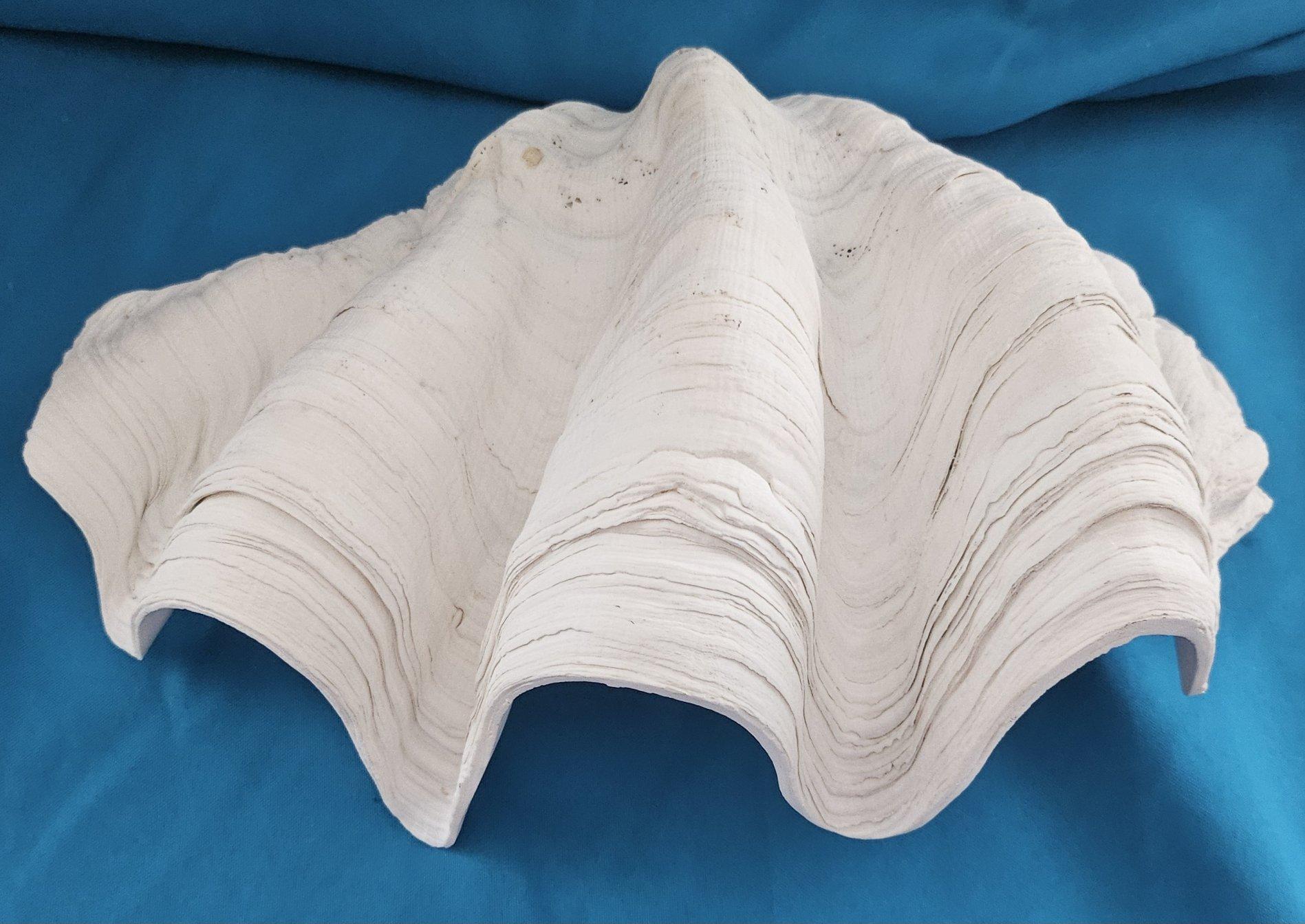Large Giant Clam Shell (Tridacna Gigas?) For Sale 6