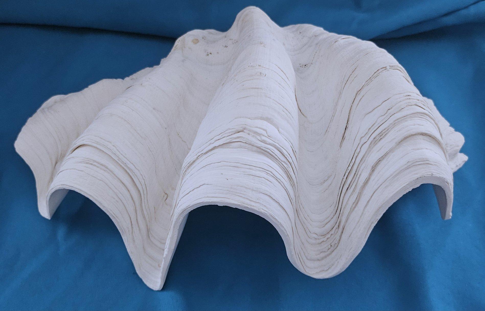 Large Giant Clam Shell (Tridacna Gigas?) For Sale 7