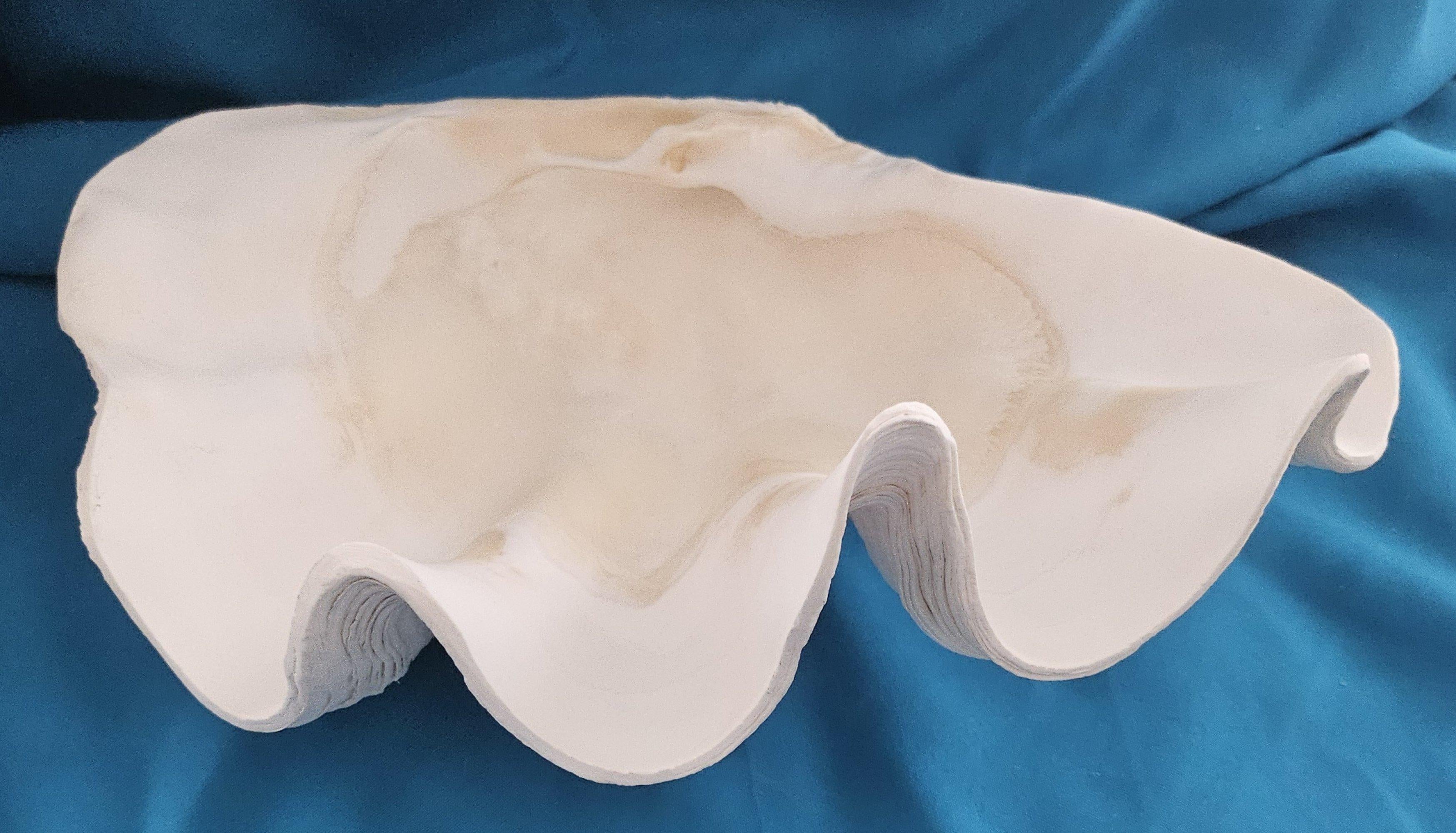 Large Giant Clam Shell (Tridacna Gigas?) For Sale 8