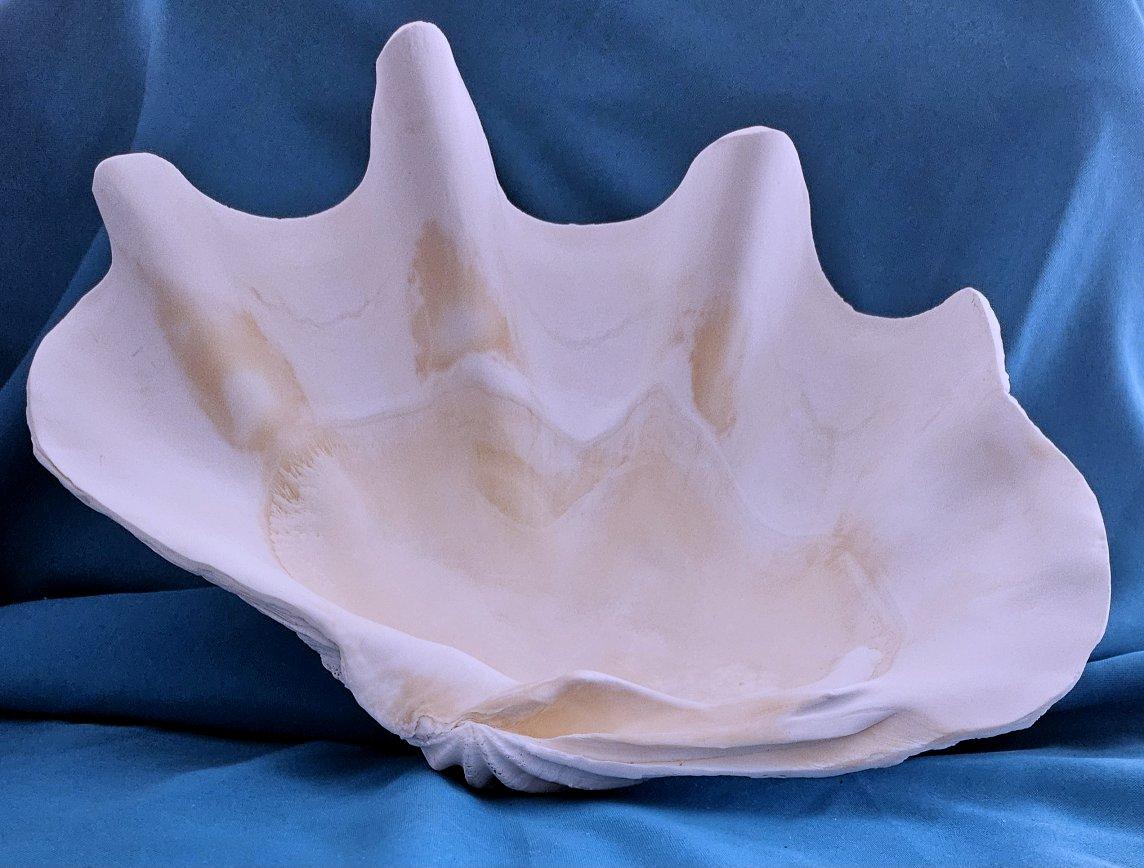 Large Giant Clam Shell (Tridacna Gigas?) For Sale 9