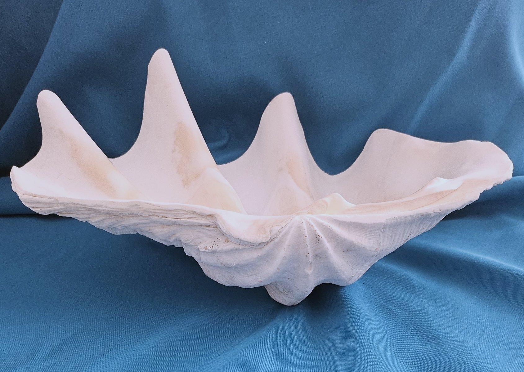 Large Giant Clam Shell (Tridacna Gigas?) For Sale 10