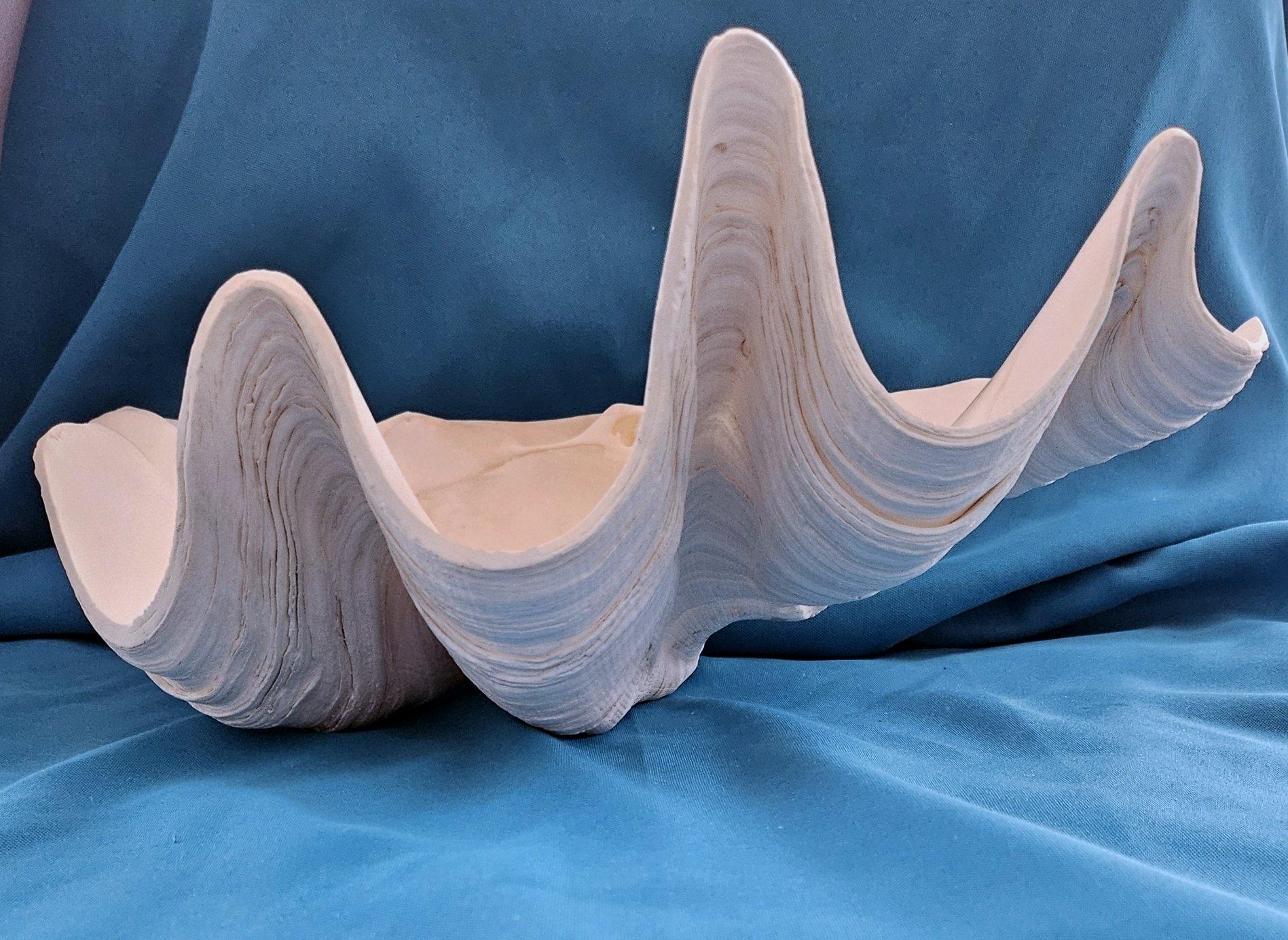 Large Giant Clam Shell (Tridacna Gigas?) For Sale 11