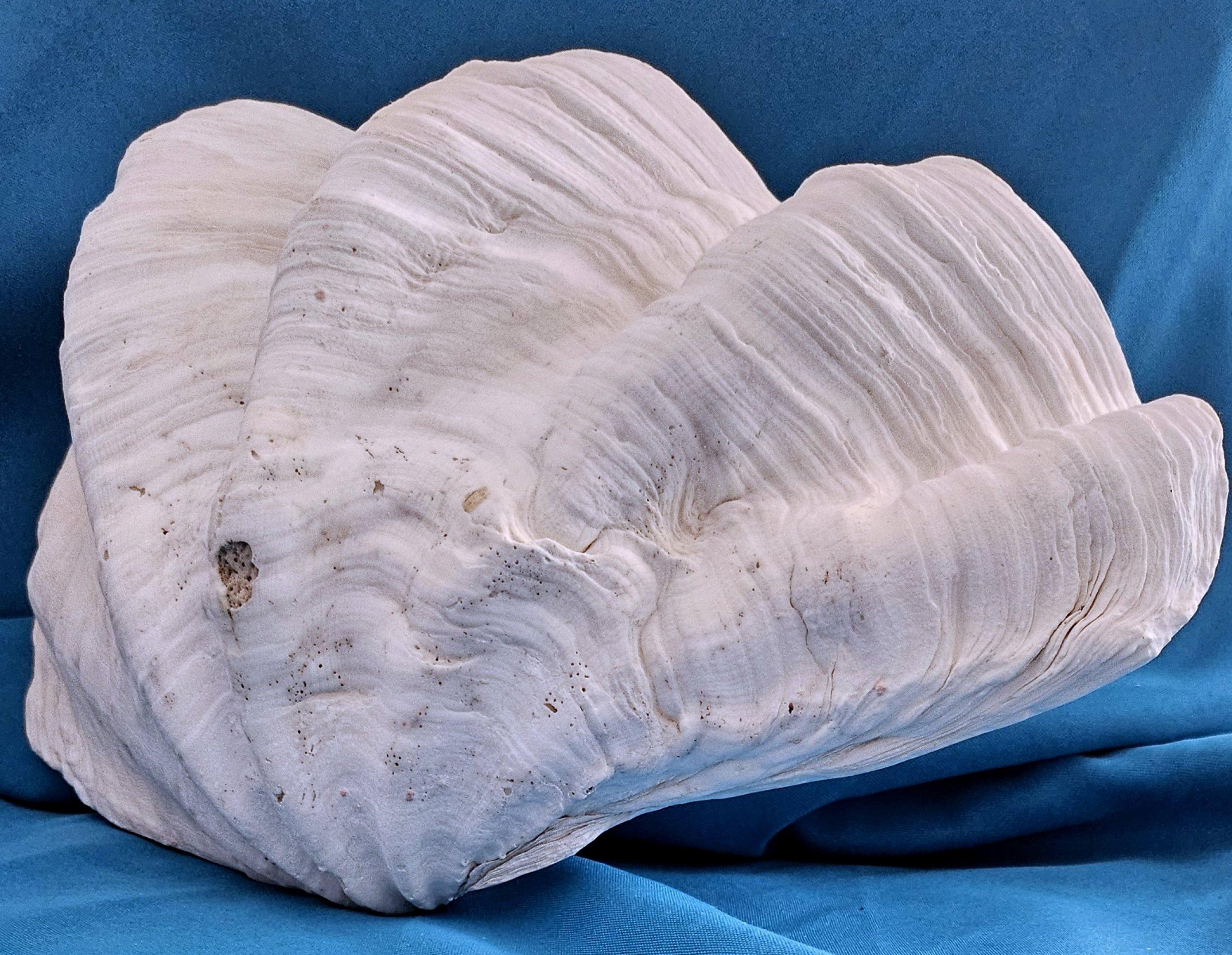 Large Giant Clam Shell (Tridacna Gigas?) For Sale 12