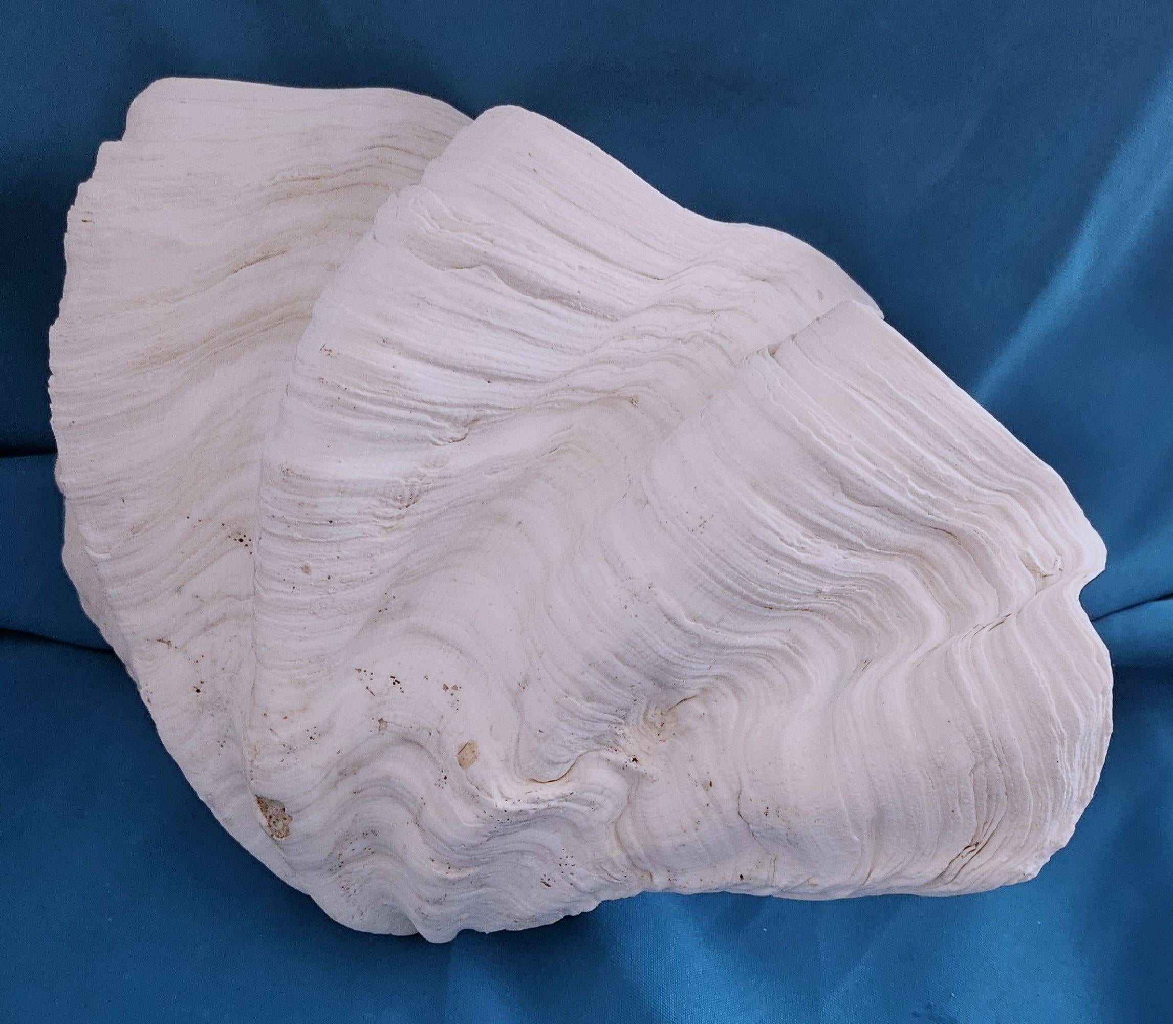 Large Giant Clam Shell (Tridacna Gigas?) The species is our best guess; we are not clam species experts. This piece has many pronounced layers as shown in the photos and deep ridges as well.   Since this is from the sea and preowned it will show its