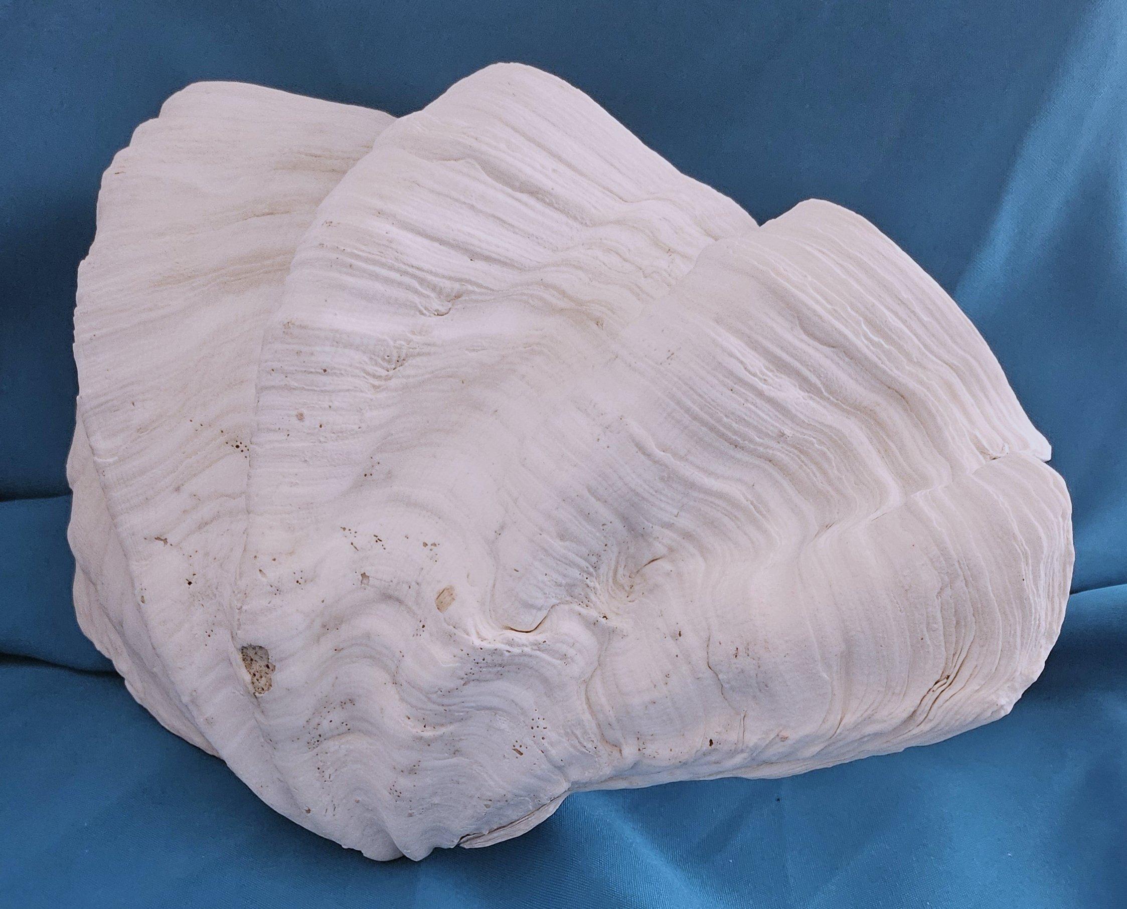 Organic Modern Large Giant Clam Shell (Tridacna Gigas?) For Sale