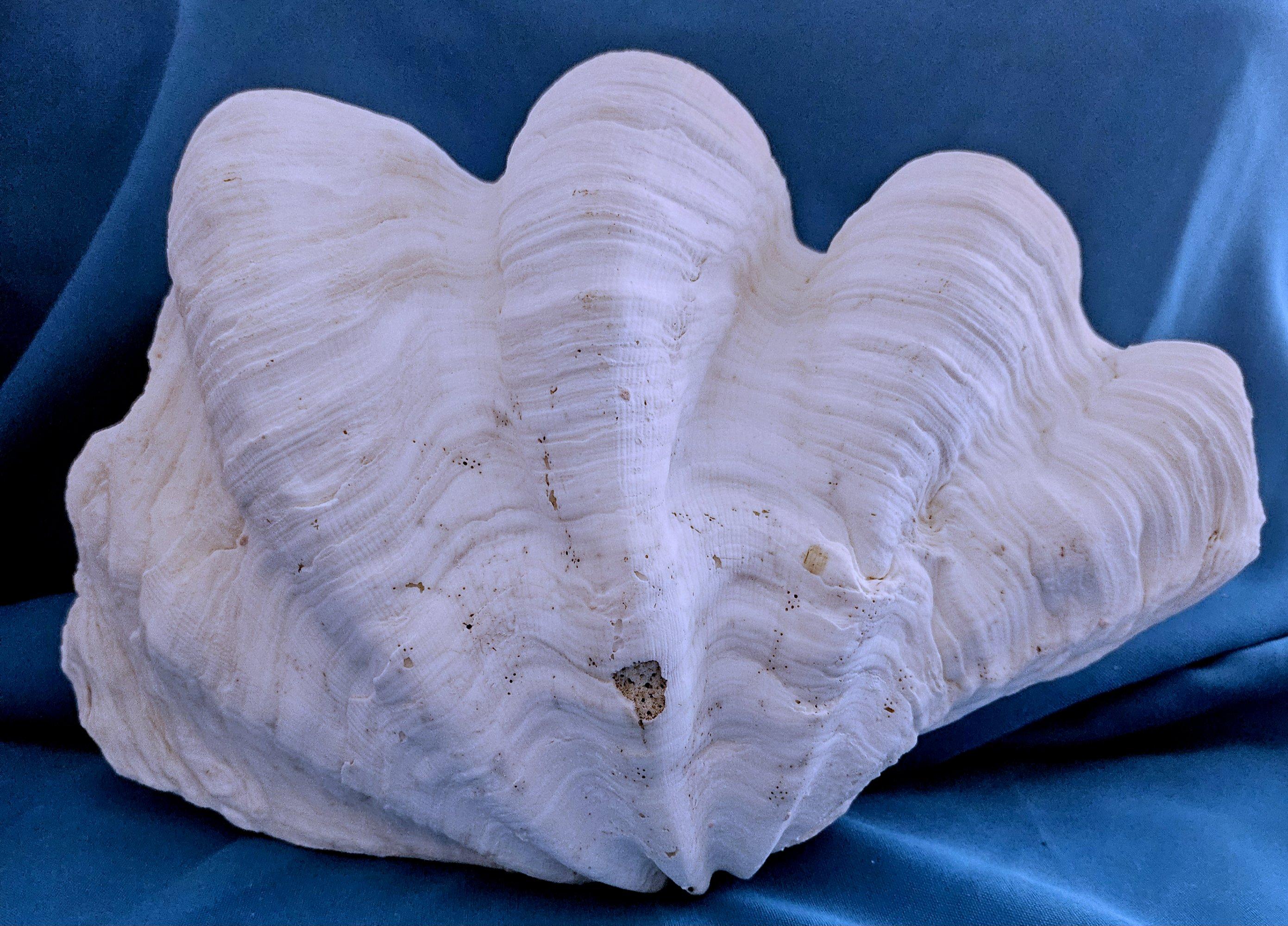 Unknown Large Giant Clam Shell (Tridacna Gigas?) For Sale