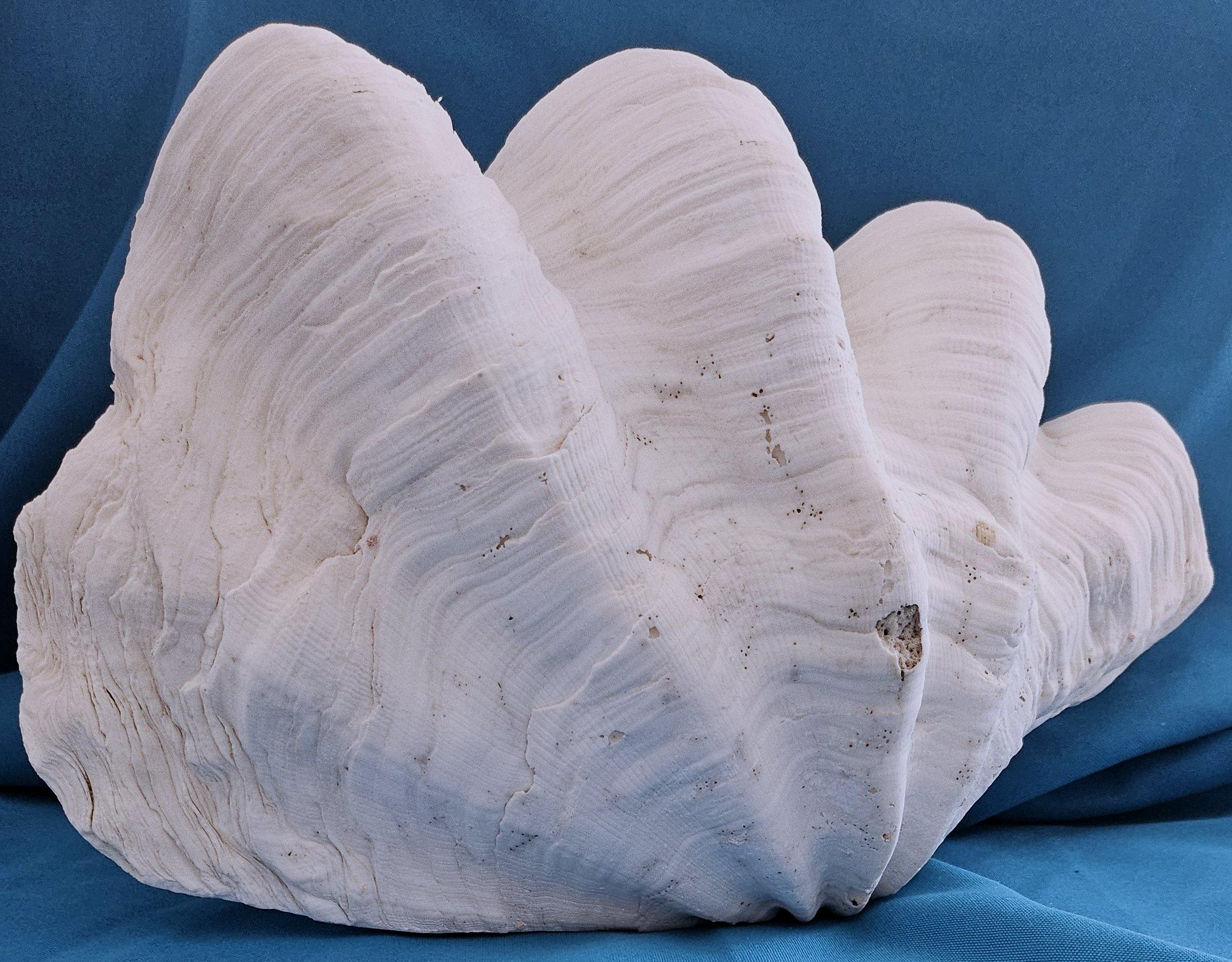 Other Large Giant Clam Shell (Tridacna Gigas?) For Sale
