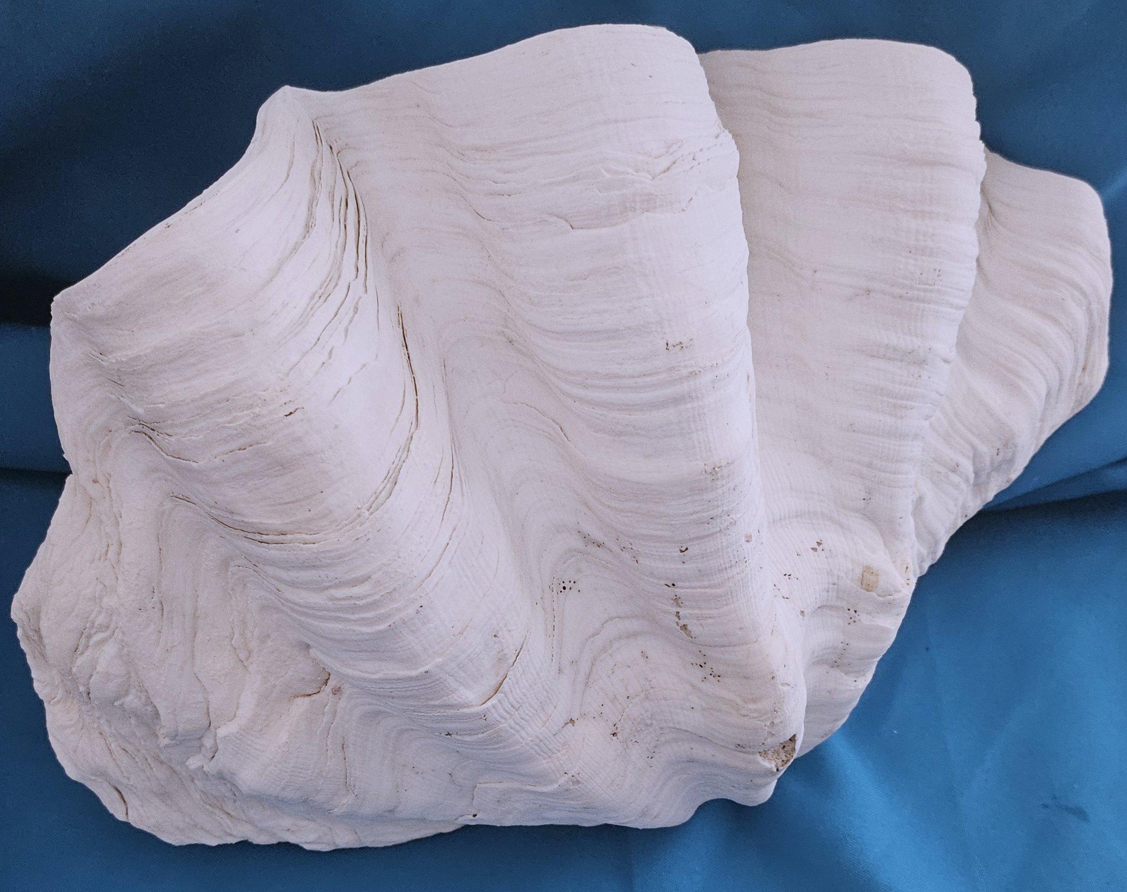 Large Giant Clam Shell (Tridacna Gigas?) In Good Condition For Sale In Warrenton, OR