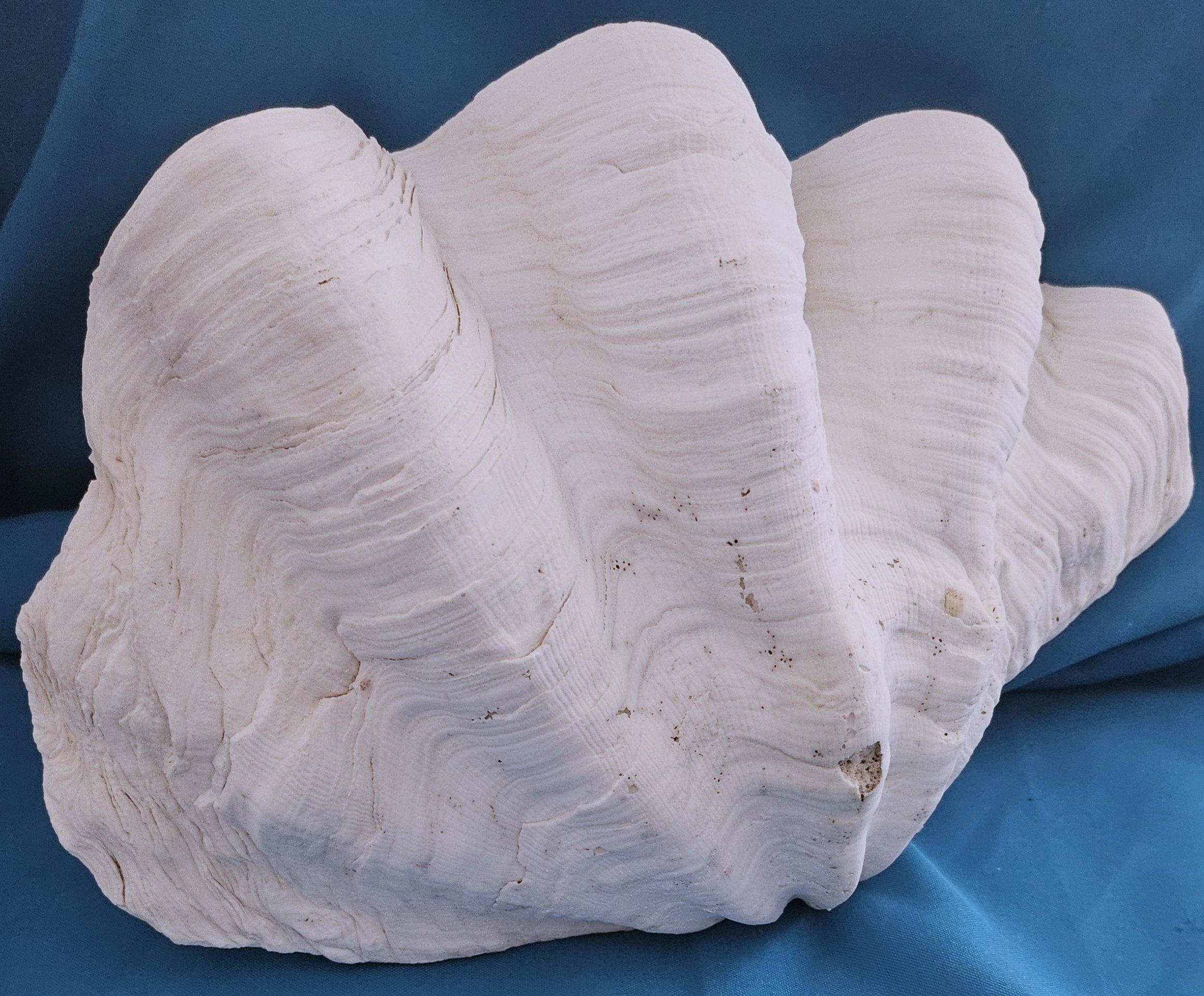 20th Century Large Giant Clam Shell (Tridacna Gigas?) For Sale