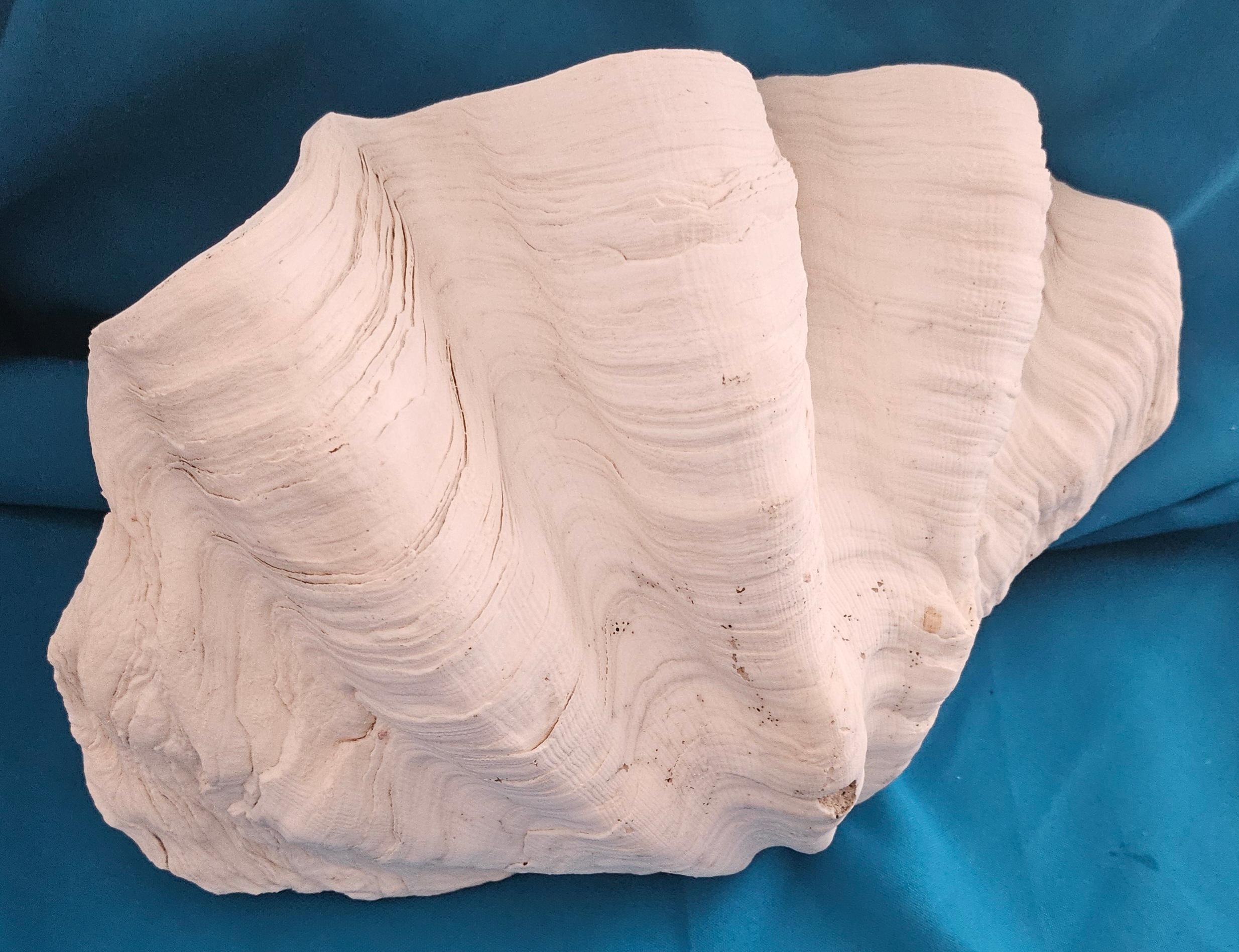 Large Giant Clam Shell (Tridacna Gigas?) For Sale 1