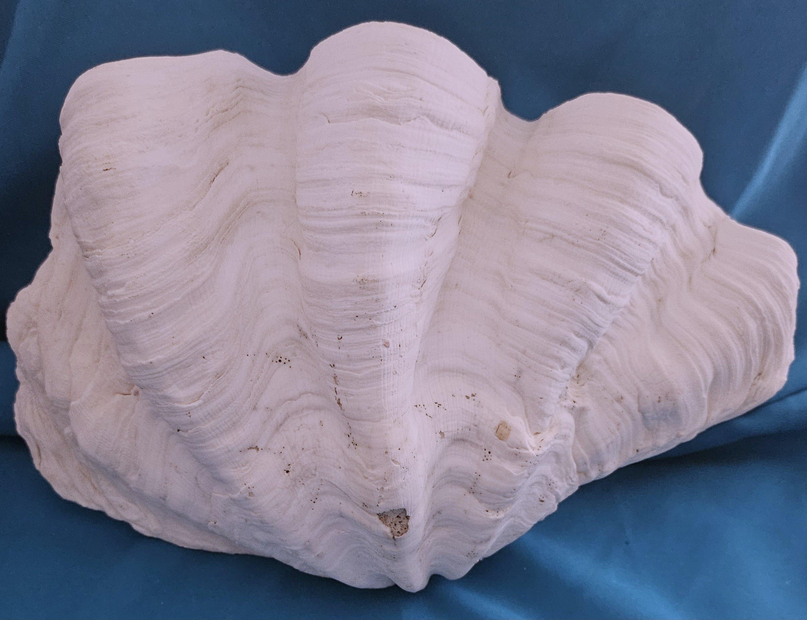 Large Giant Clam Shell (Tridacna Gigas?) For Sale 2