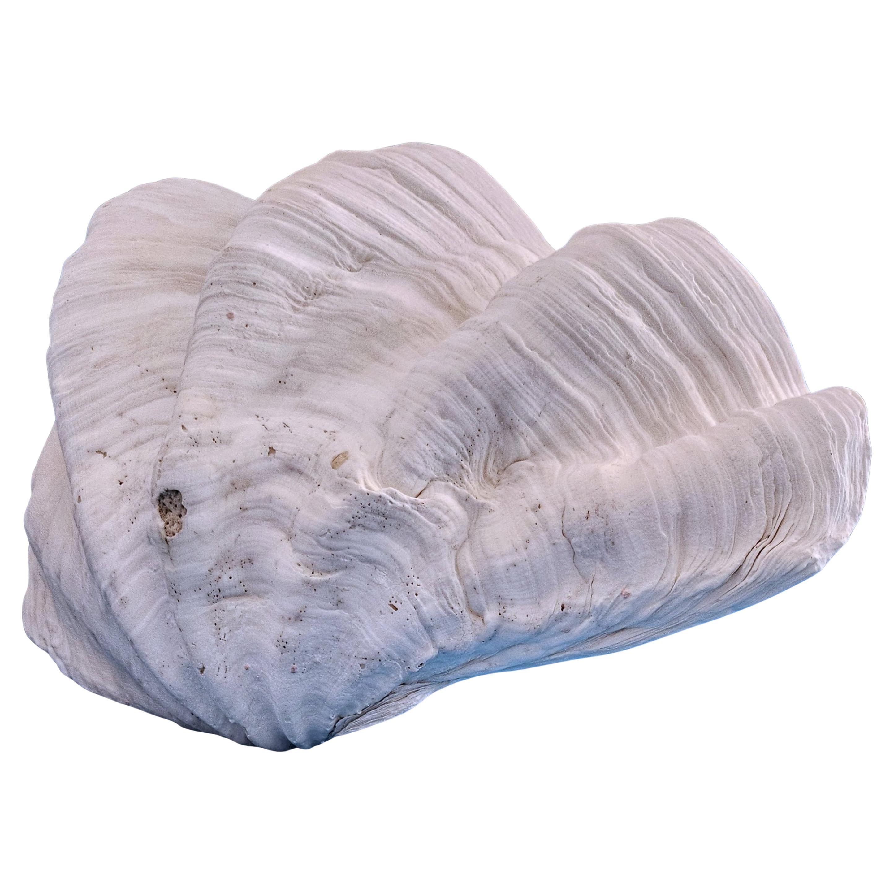 Large Giant Clam Shell (Tridacna Gigas?) For Sale