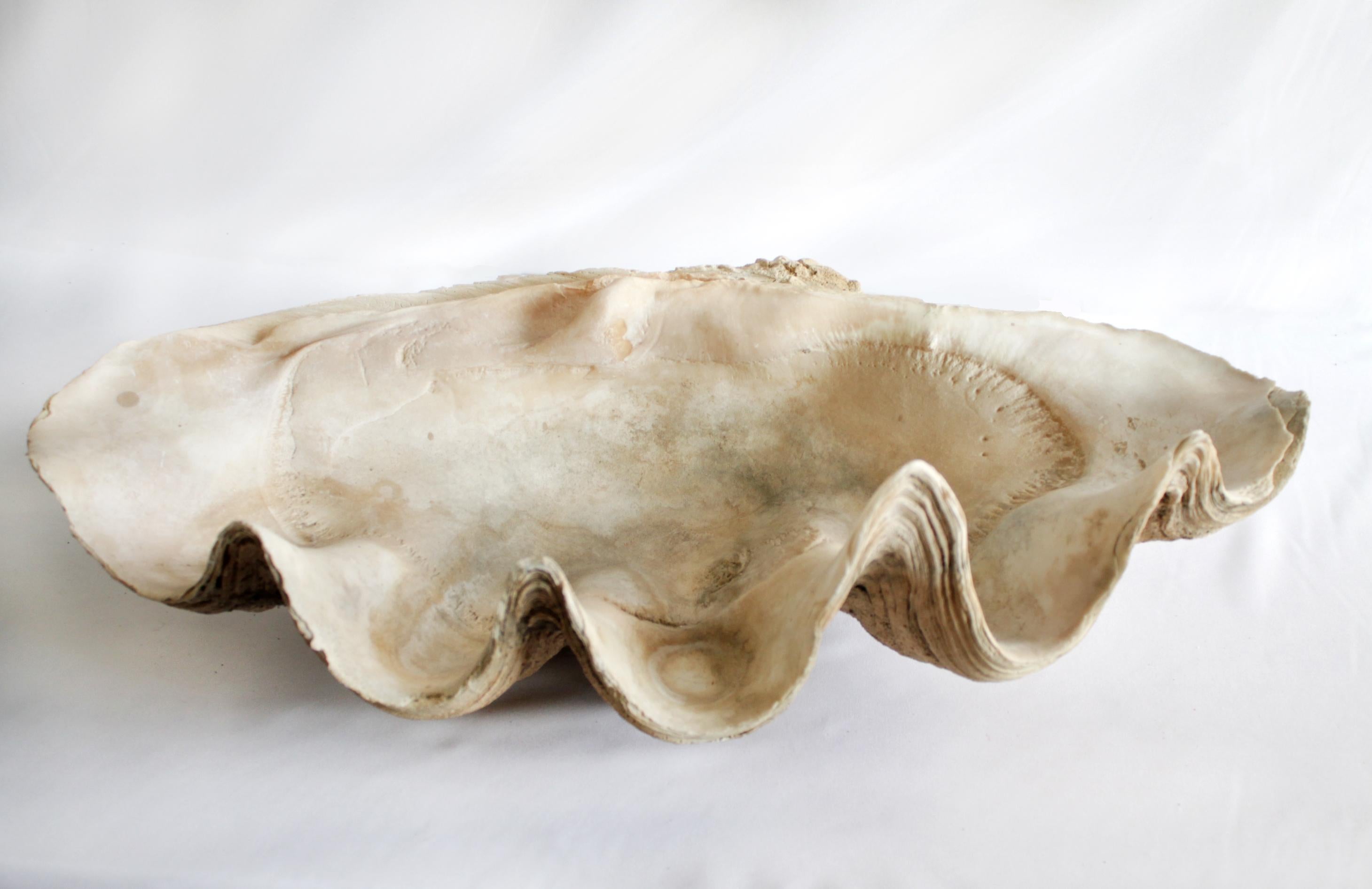 20th Century Large Giant South Pacific Tridacna Gigas Clam Shell