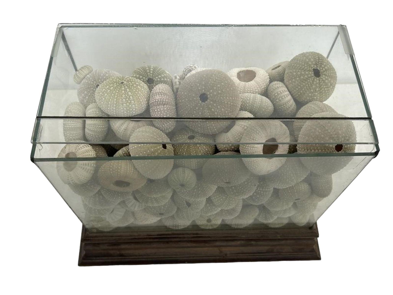 Large glass display of sea urchin shells. 

 11h X 13.5 w. X 8d 
